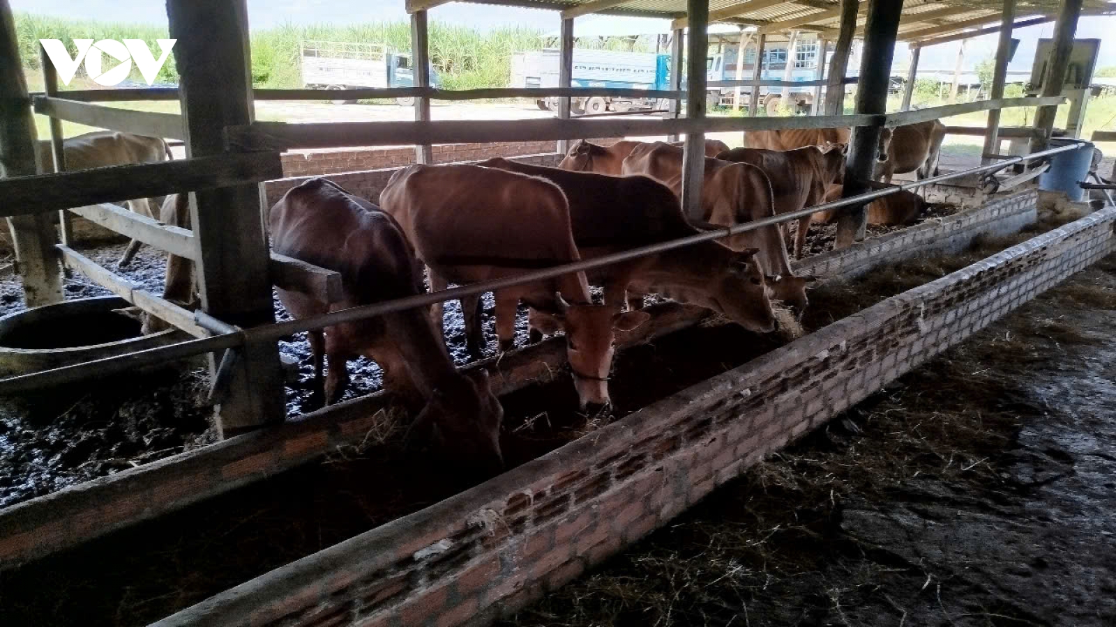 Hiệu quả mô hình chăn nuôi bò theo nhóm hộ tại Gia Lai