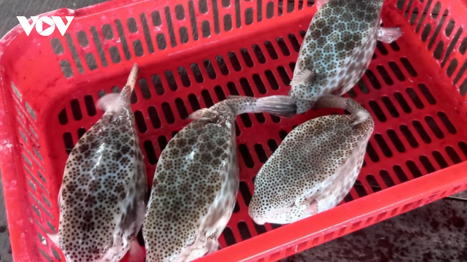 Vụ bán cá bò hòm 3,5 triệu đồng/kg cho du khách, chủ bè nổi bị xử phạt