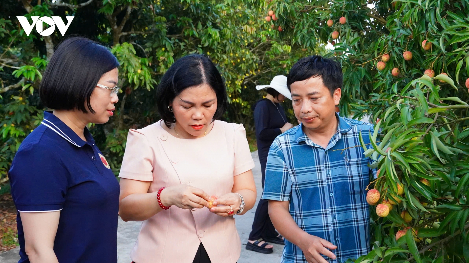 Hải Dương đưa vải thiều tới những thị trường cao cấp