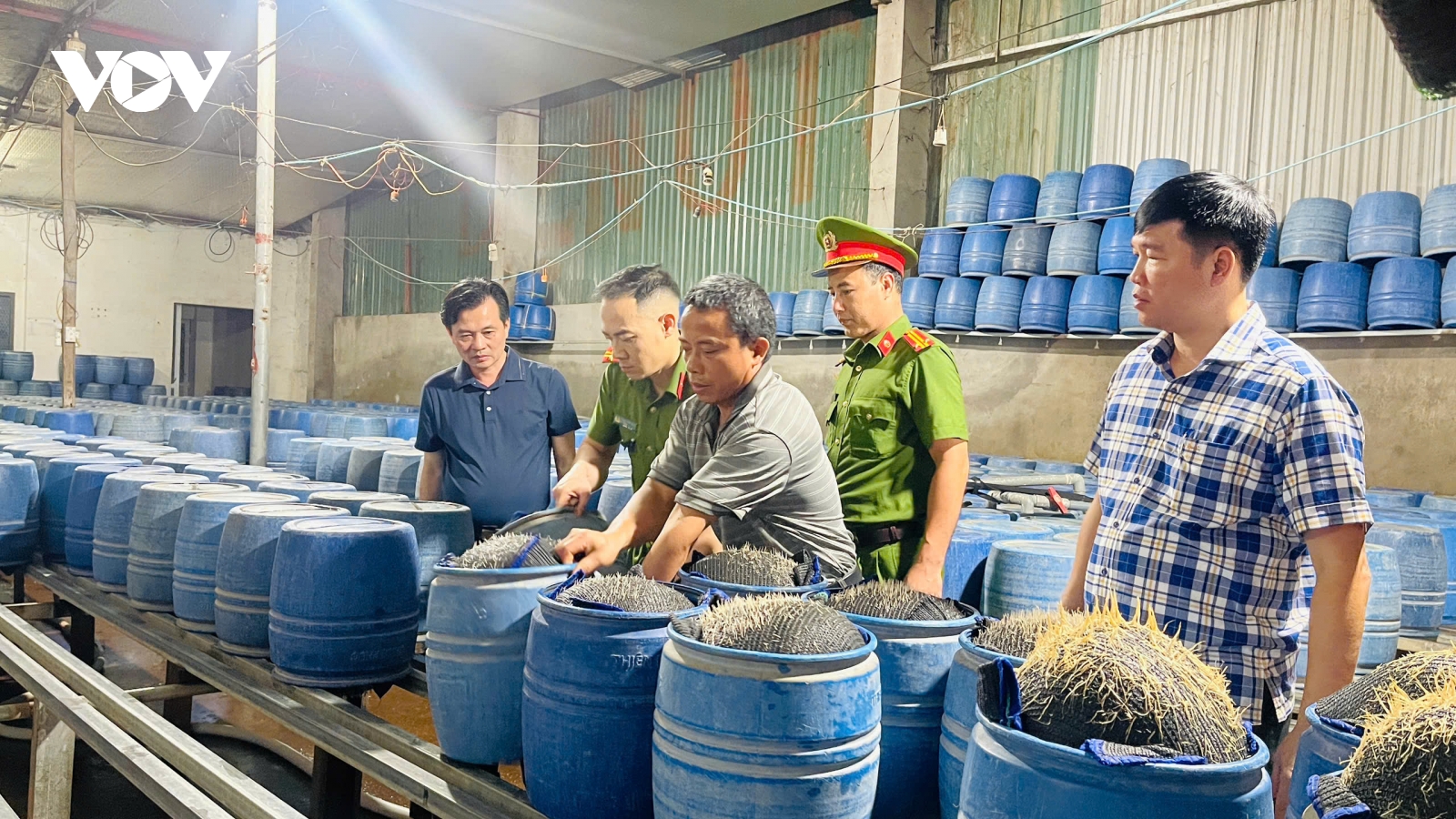 Công an tỉnh Lào Cai khởi tố 3 bị can sản xuất giá đỗ bằng hóa chất độc hại