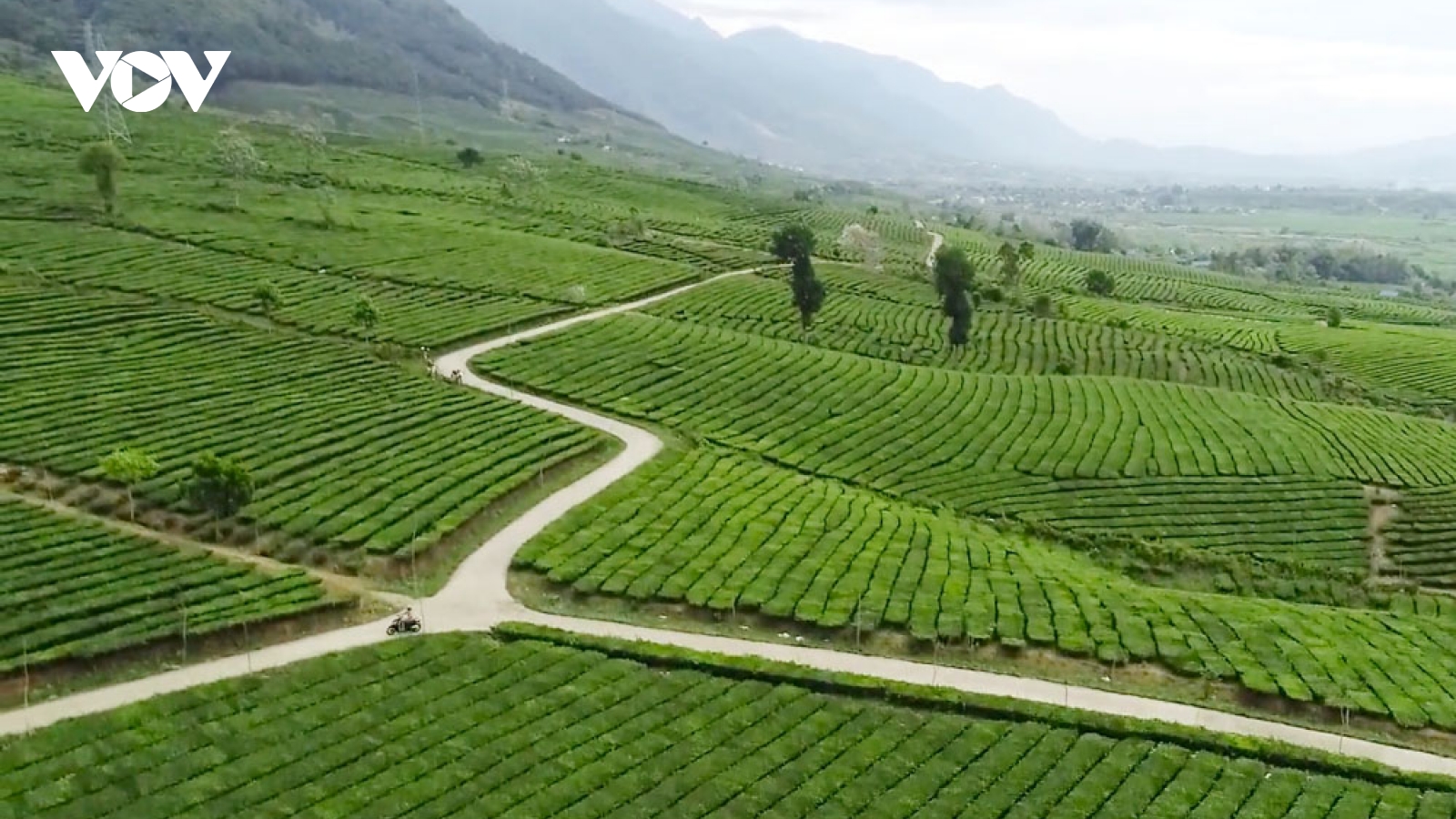 Đồi chè Tân Uyên - tuyệt tác xanh giữa núi rừng Tây Bắc