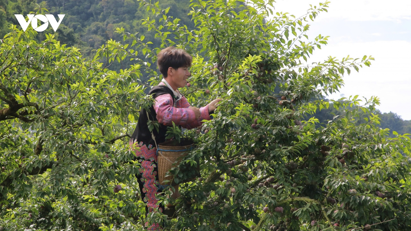 Về cao nguyên Mộc Châu trải nghiệm ngày hội hái quả