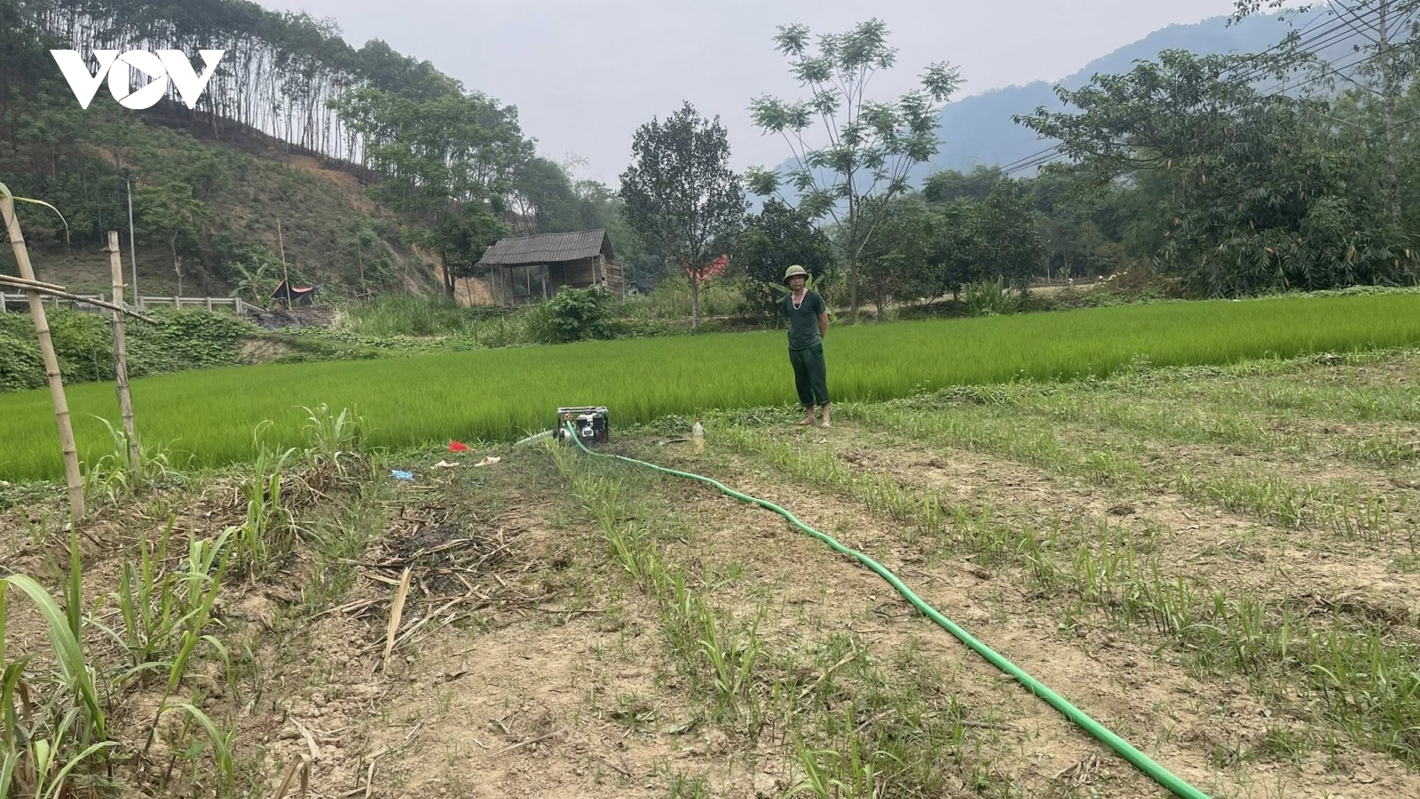 Hơn 1.900ha cây trồng ở Bắc Kạn bị ảnh hưởng do hạn hán kéo dài