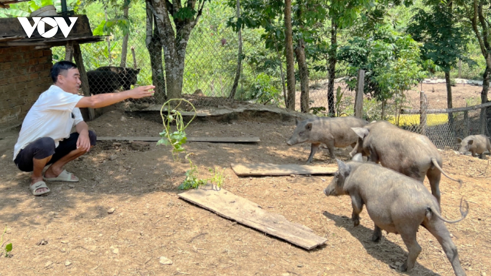 Người dân miền núi Quảng Nam mạnh dạn vay vốn làm ăn để thoát nghèo bền vững