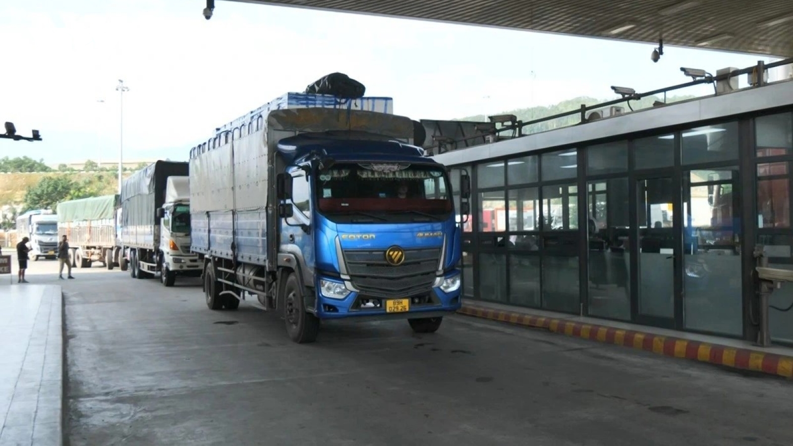 Lào Cai phân luồng riêng cho quả vải tươi xuất khẩu từ 20/5