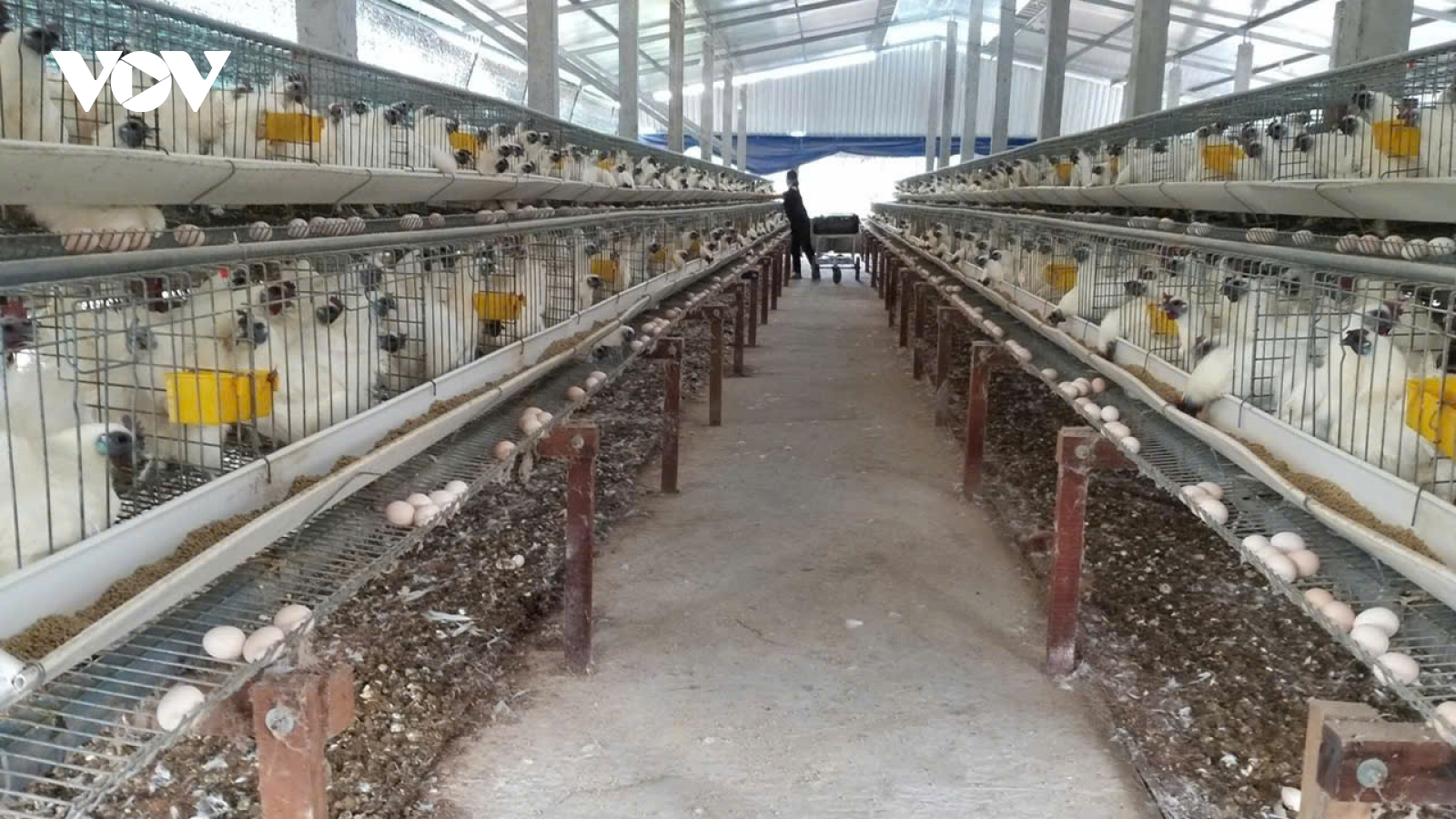 Cảnh báo môi trường ô nhiễm từ các trại chăn nuôi gia cầm tại Tiền Giang
