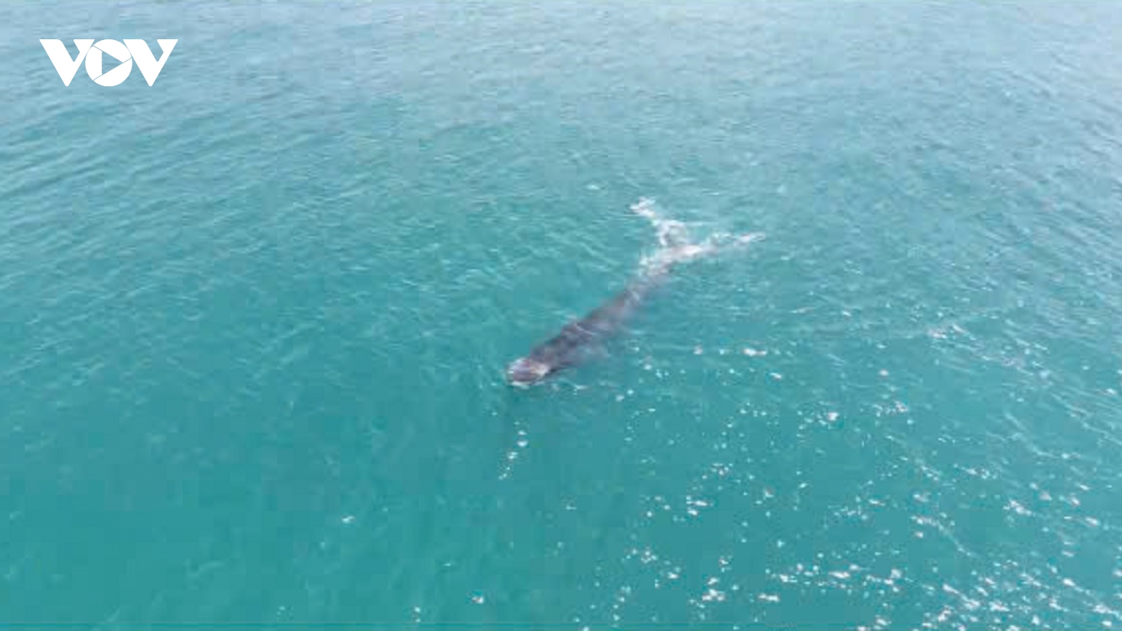 Cá Ông về biển La Gàn, ngư dân xem như được lộc biển