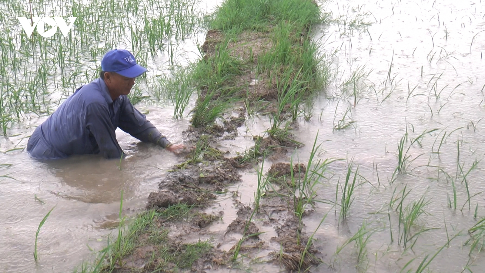 Mưa lớn kéo dài, nguy cơ ngập úng thiệt hại lúa Hè Thu tại Cà Mau