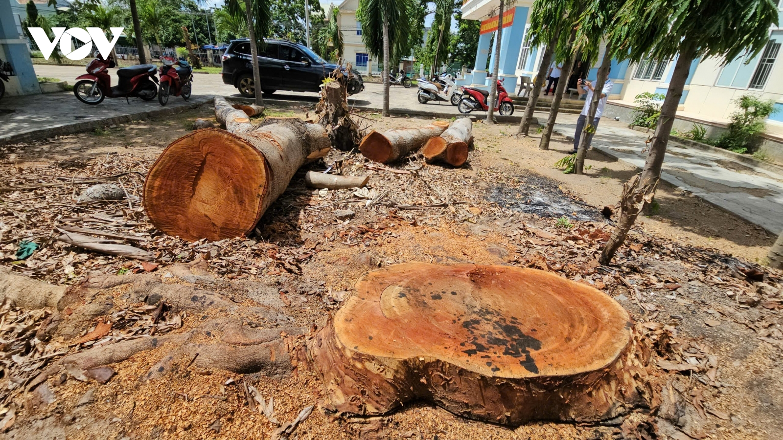 Loạt cây gỗ lớn ở công sở bị đốn hạ, đem bán trước ngày sáp nhập ở Gia Lai