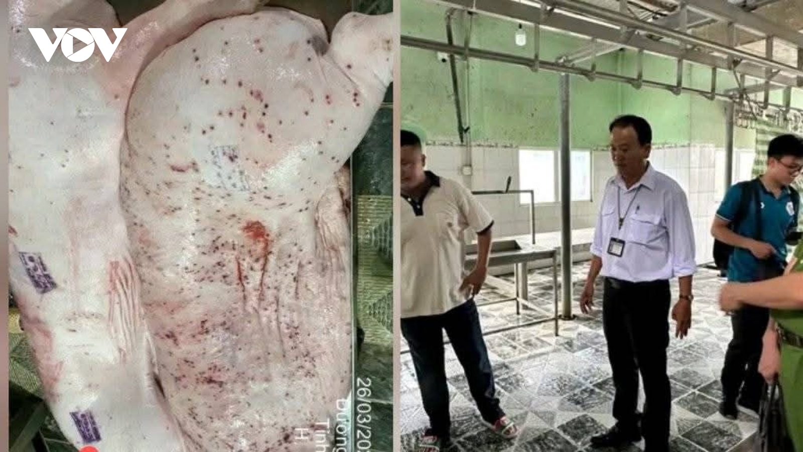 C.P. Việt Nam thừa nhận heo có dấu hiệu bất thường tại lò mổ