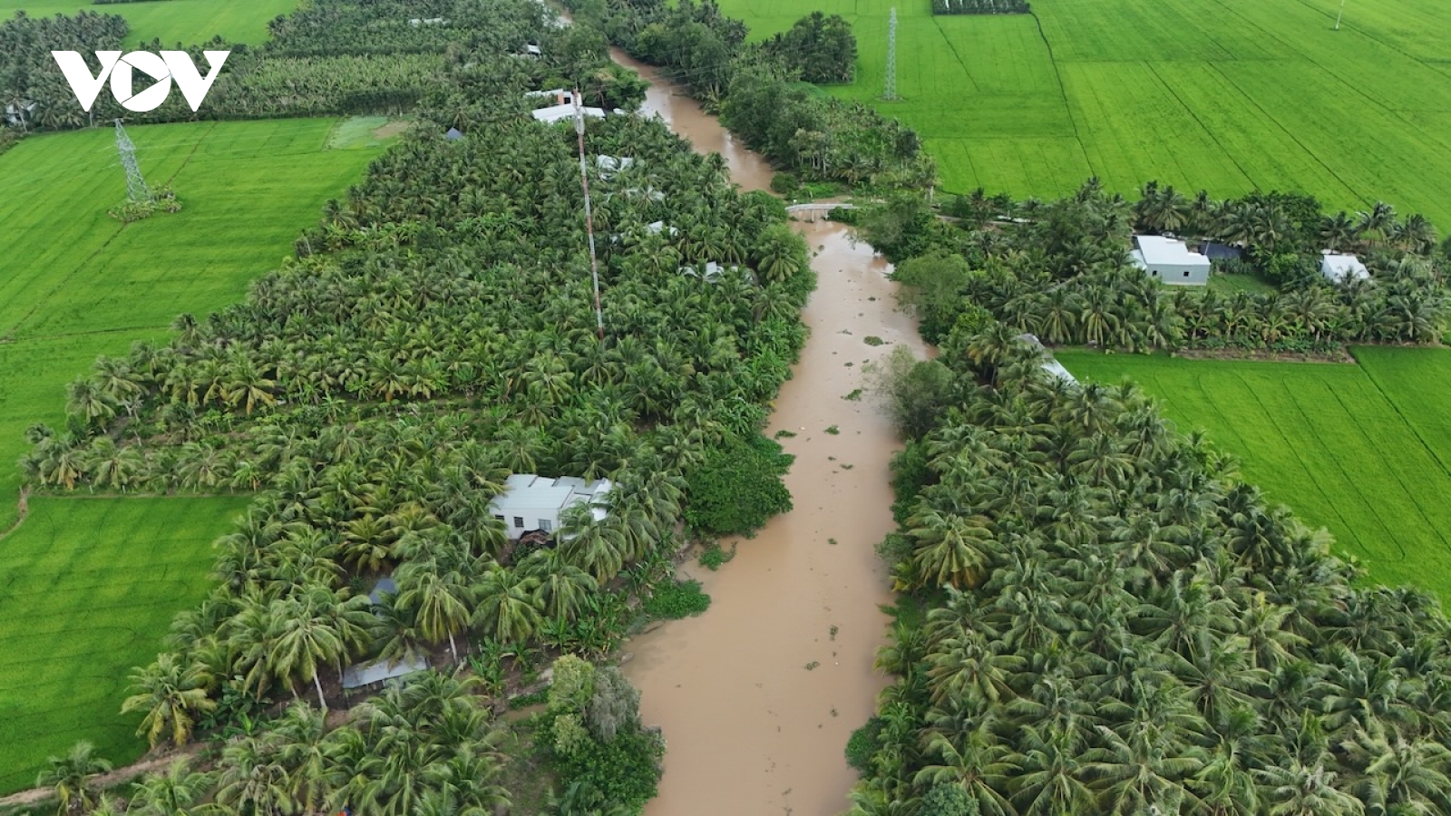 Giá dừa tăng kỷ lục, người Trà Vinh phấn khởi sau nhiều mùa lỗ vốn