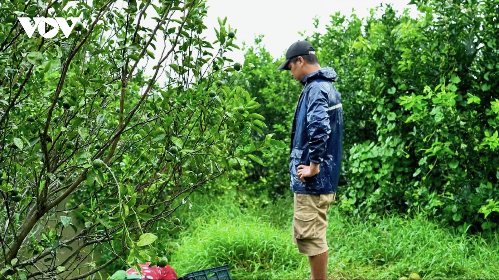 Cam Trà Vinh rớt giá thảm, nông dân khóc ròng vì lỗ nặng