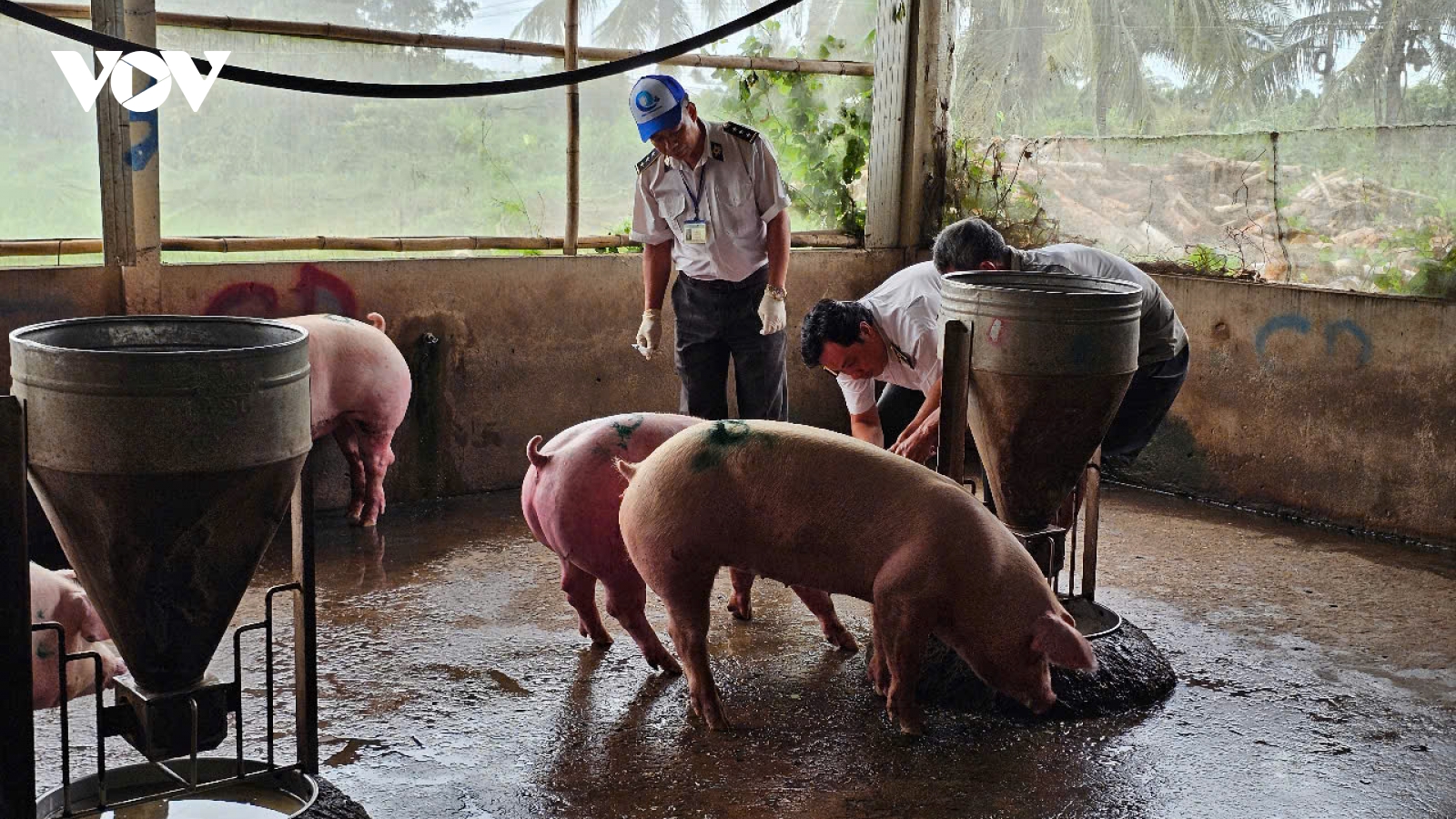 Kết quả xét nghiệm mẫu kiểm tra dịch bệnh tại cơ sở giết mổ heo cho Công ty C.P