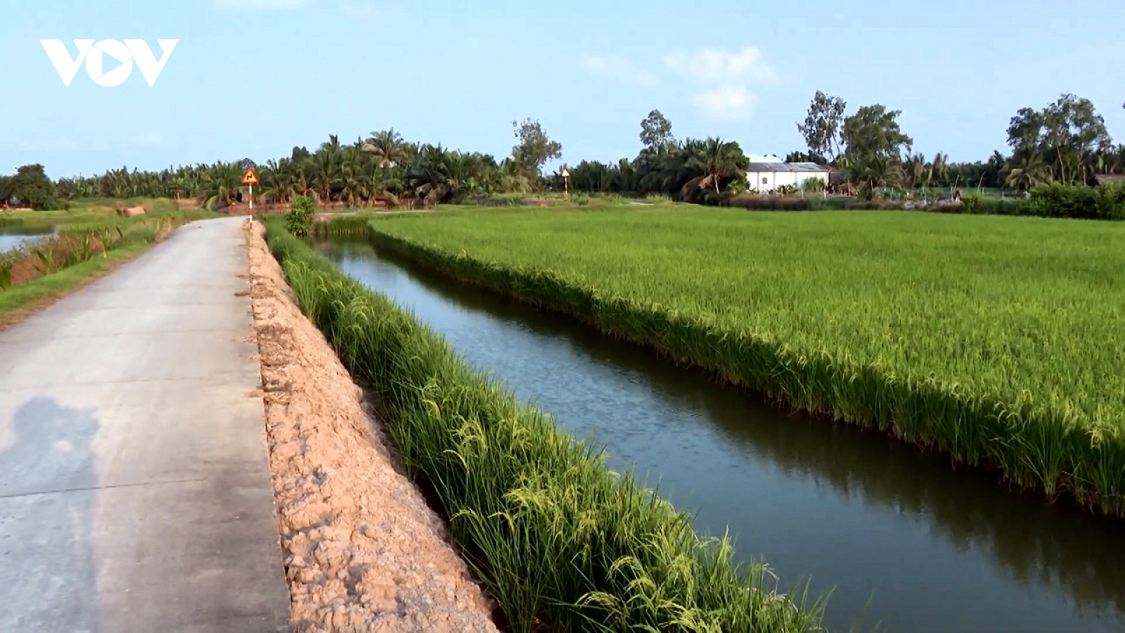 Biến thách thức thành cơ hội với mô hình lúa - tôm hữu cơ
