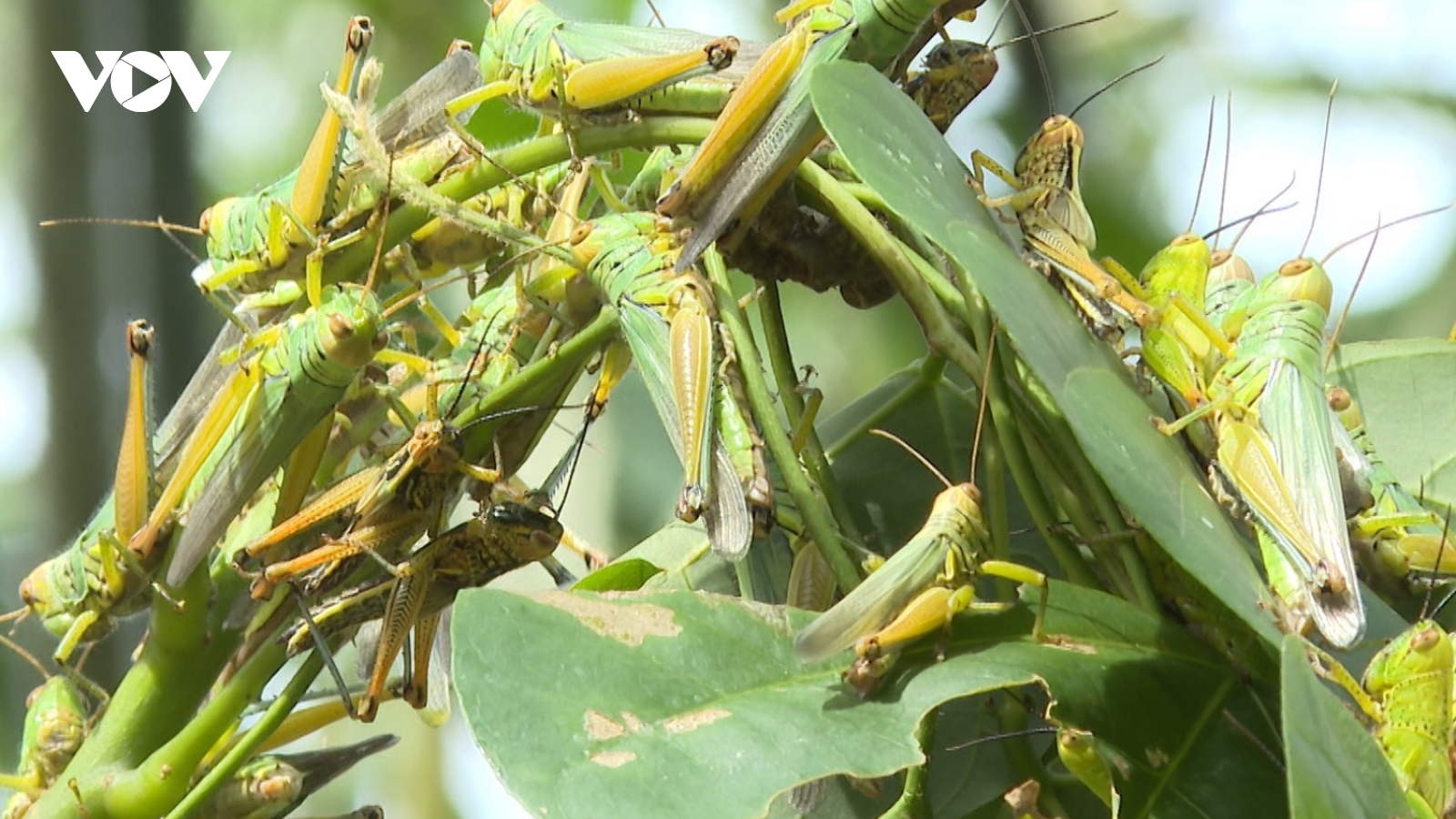 Nạn châu chấu tàn phá cây luồng lấy măng ở Quảng Bình