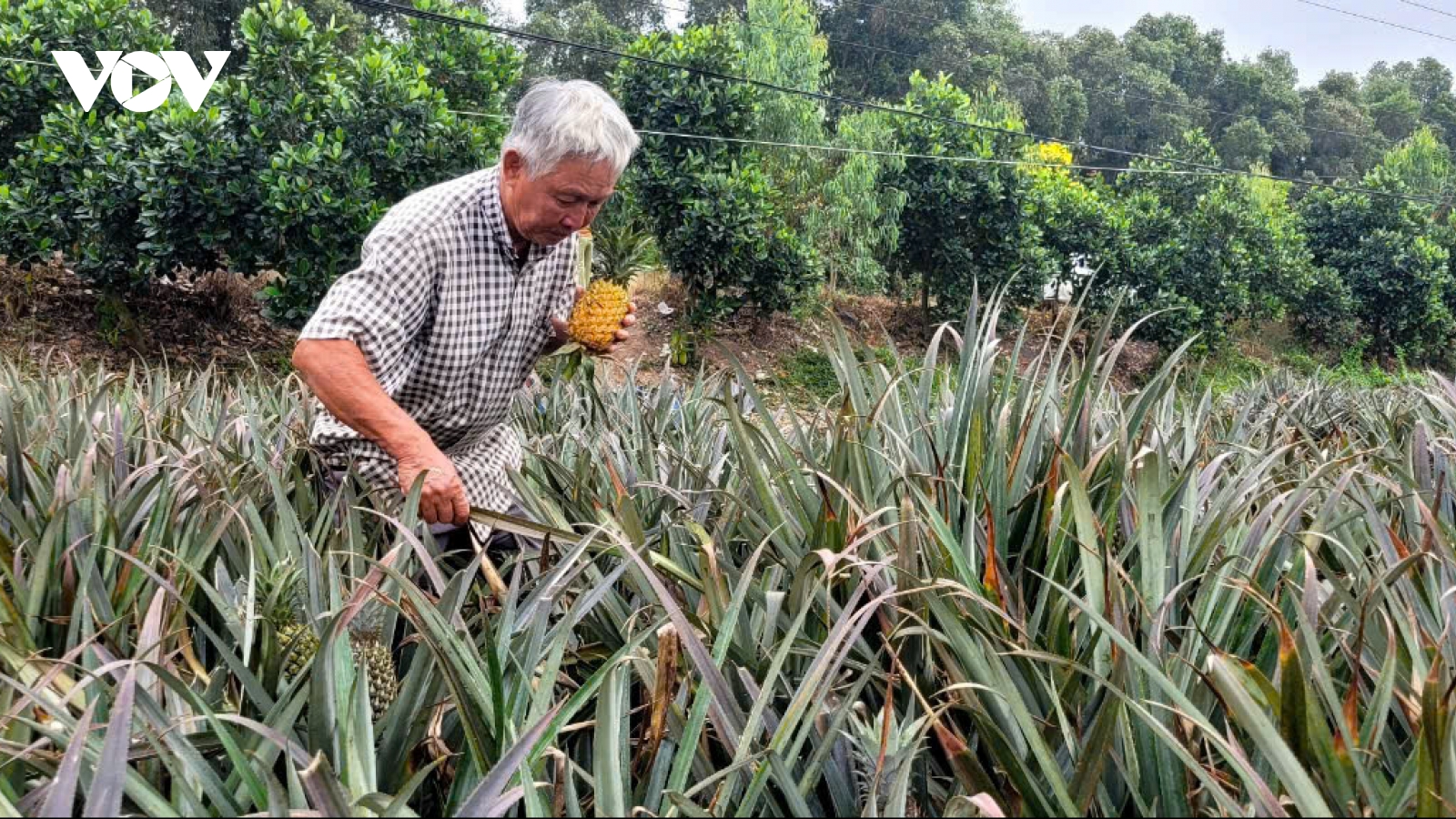 Tỷ phú vùng đất phèn giàu lên từ cây khóm