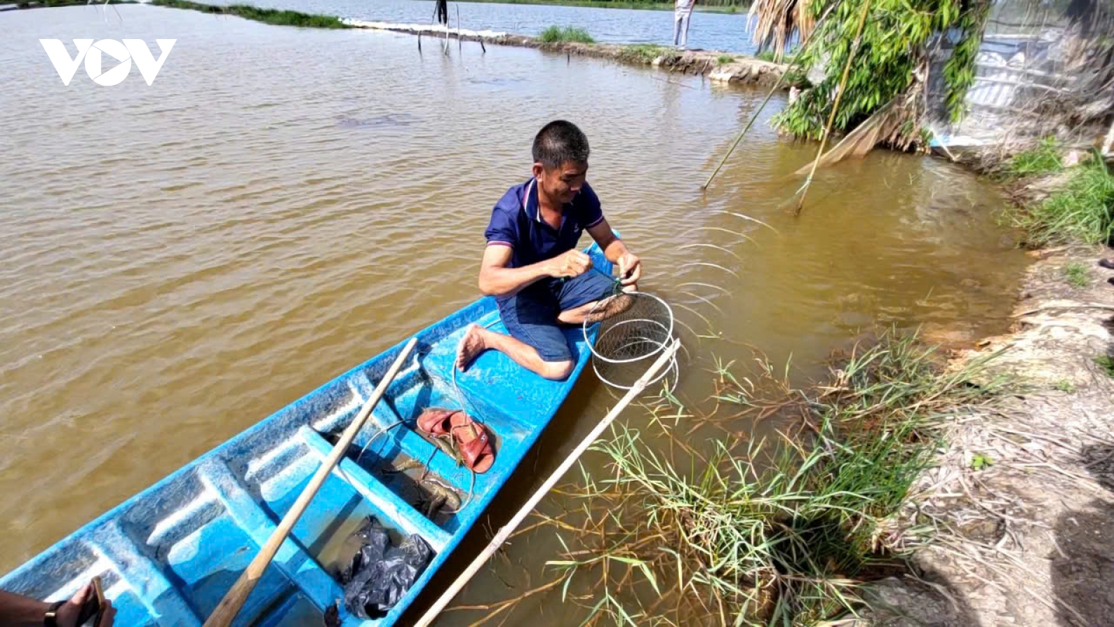 Nông dân Hậu Giang phấn khởi vì giá tôm đầu vụ cao