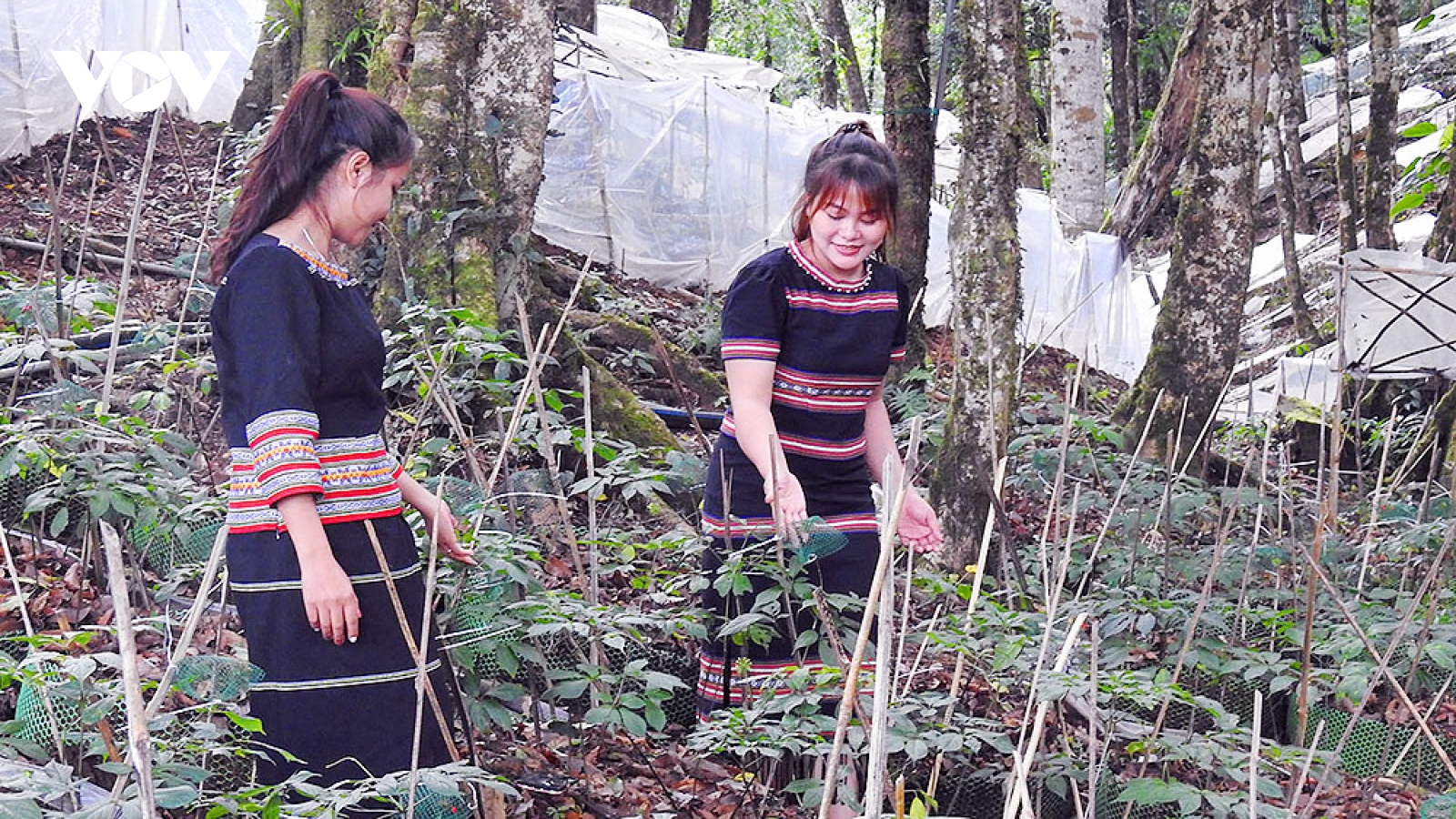 Tri thức dân gian về sâm Ngọc Linh Kon Tum thành di sản văn hoá phi vật thể quốc gia