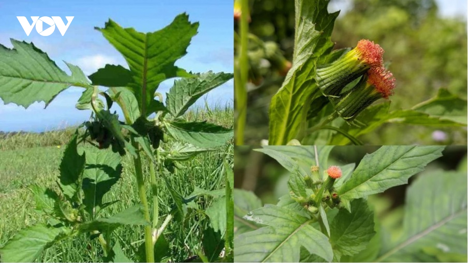 Rau Tàu Bay, từ cây cỏ mọc hoang dã bất ngờ trở thành đặc sản