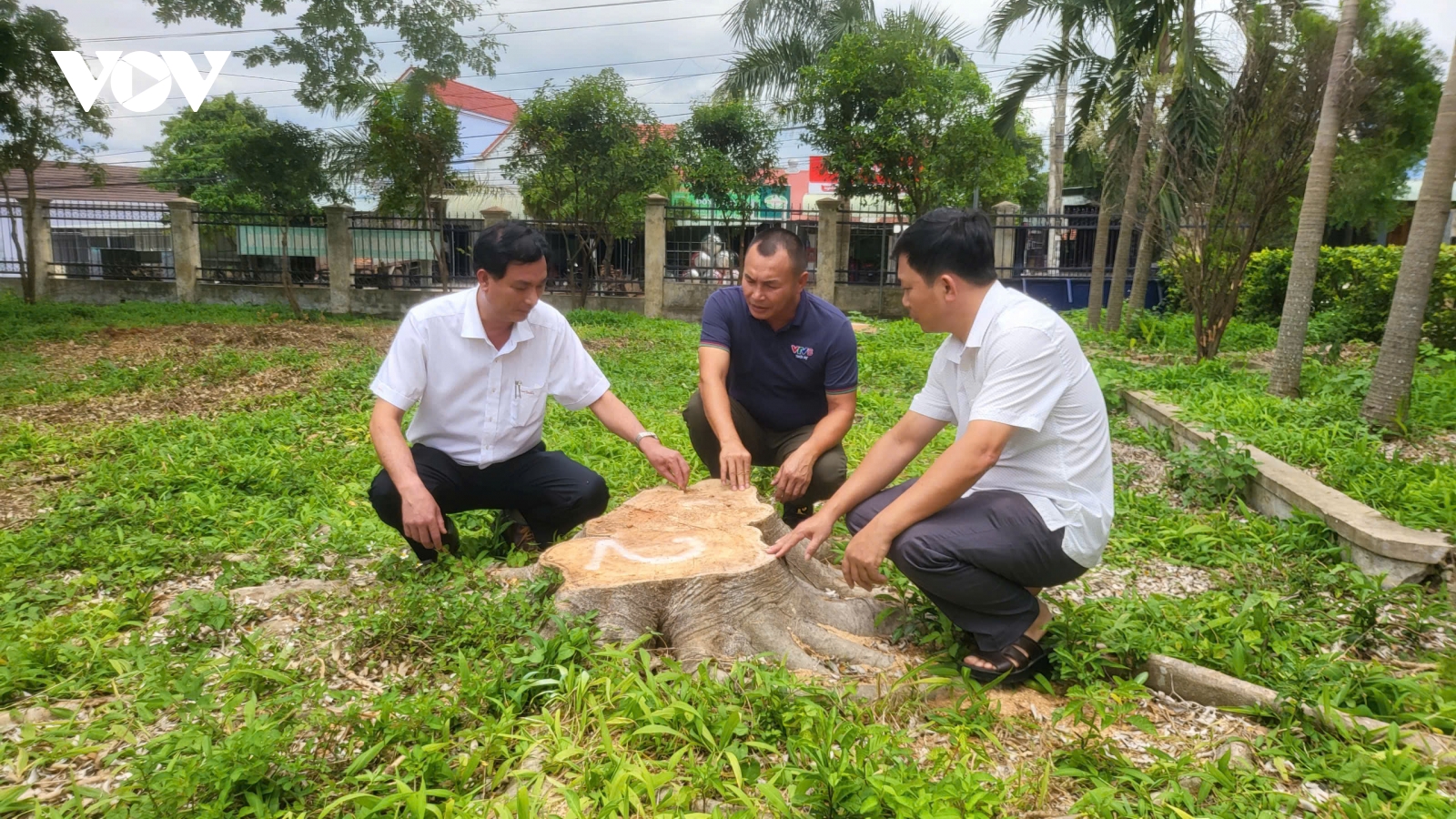 Xem xét trách nhiệm nguyên chủ tịch xã chỉ đạo chặt cây trước ngày sáp nhập