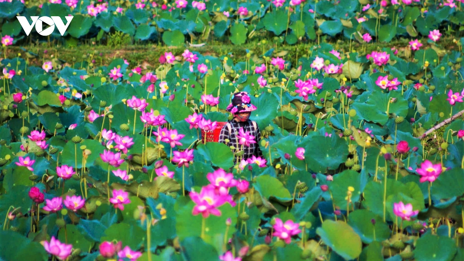 Cây sen mang lại cuộc sống khá cho người dân vùng nông thôn Đà Nẵng