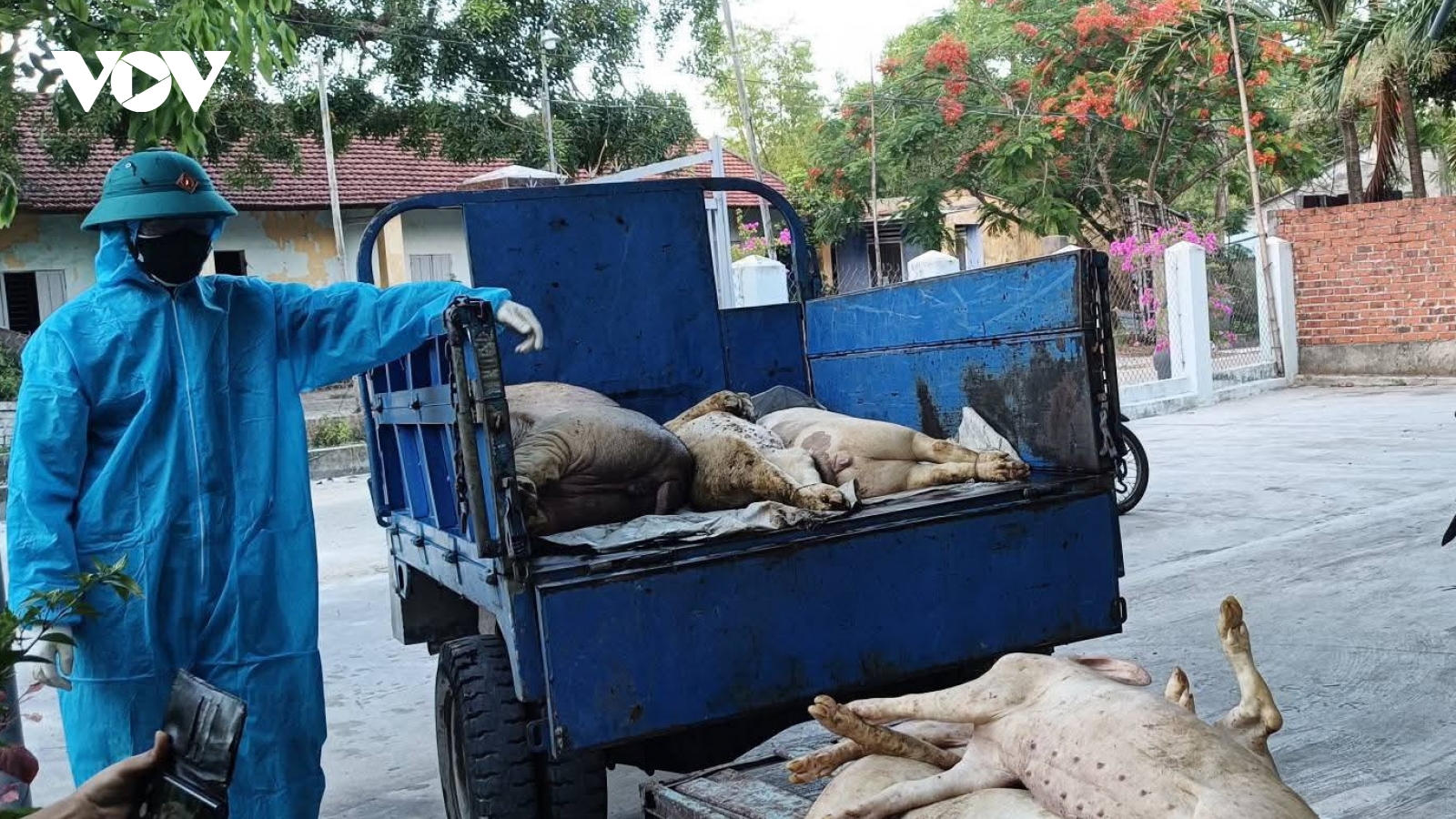 Bùng phát dịch tả heo châu Phi tại phường Quảng Phú, Đà Nẵng