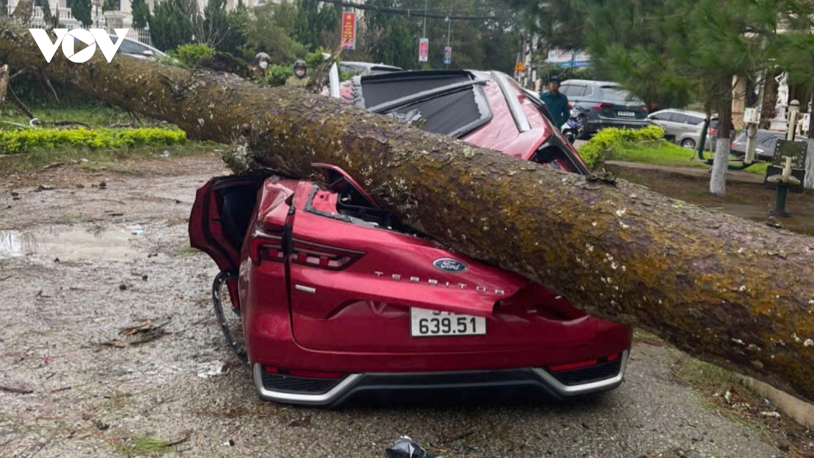 Gió mạnh kéo đổ nhiều thông cổ thụ ở Đà Lạt, đè hỏng ô tô