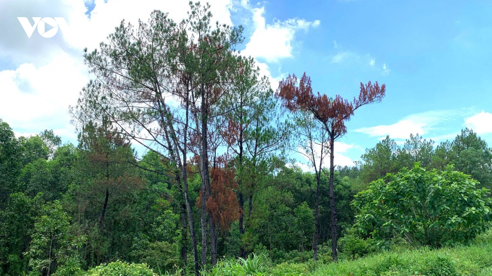 Phát hiện những cây thông chết vì bị khoan lỗ, đổ hóa chất tại Huế