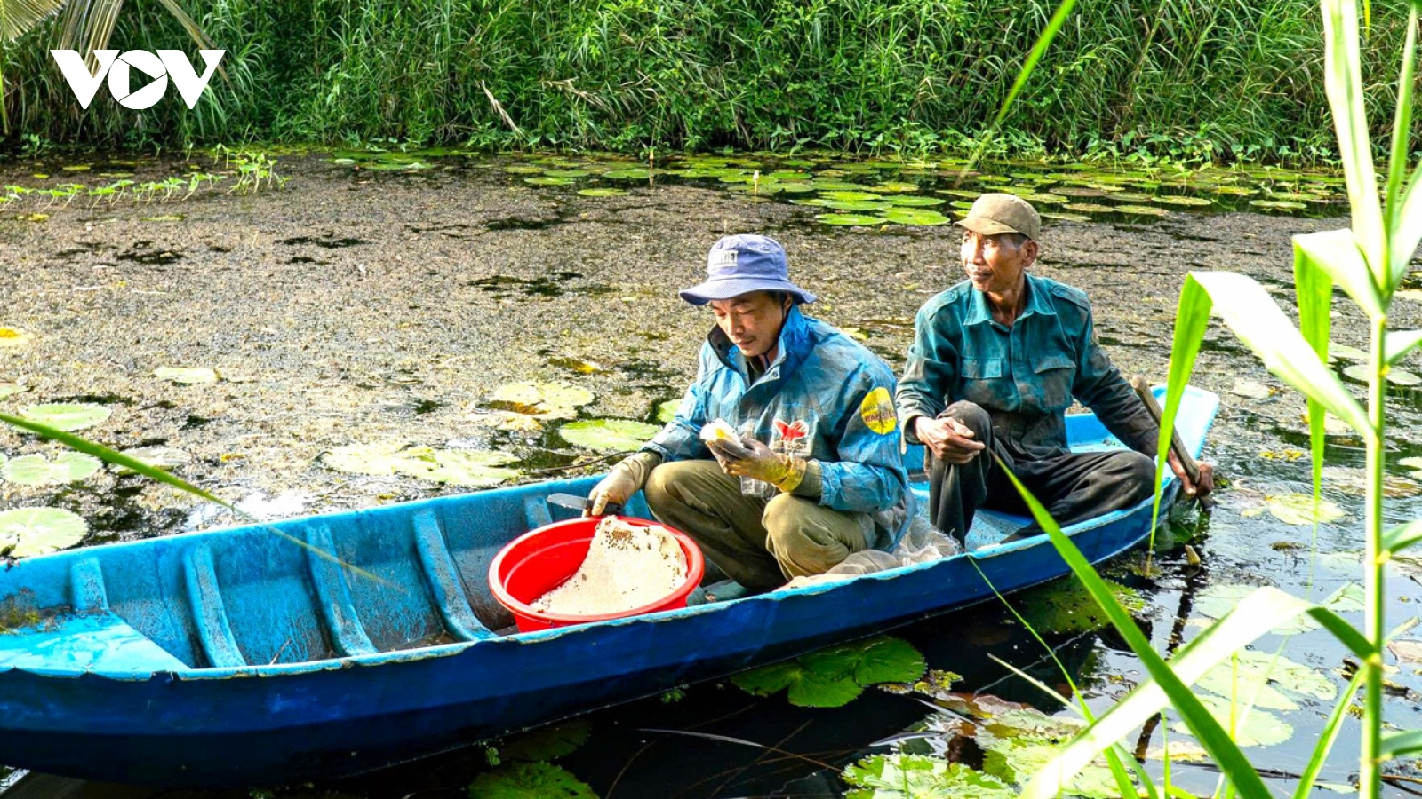 “Ăn ong” ở U Minh: Những thợ nghề vào mùa “dọn tổ”