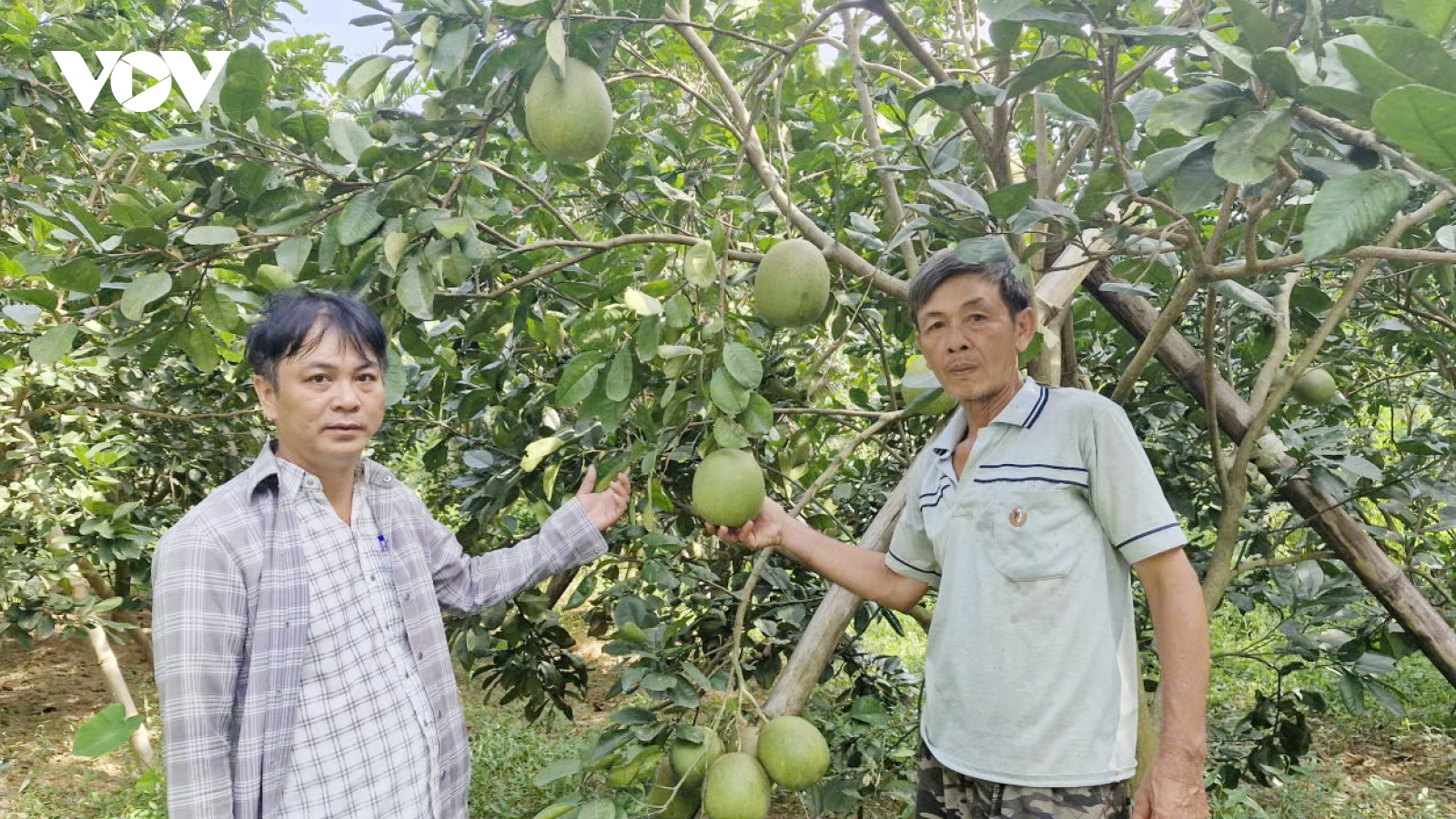 Đồng bào dân tộc thiểu số vùng núi thoát nghèo nhờ phát triển chăn nuôi