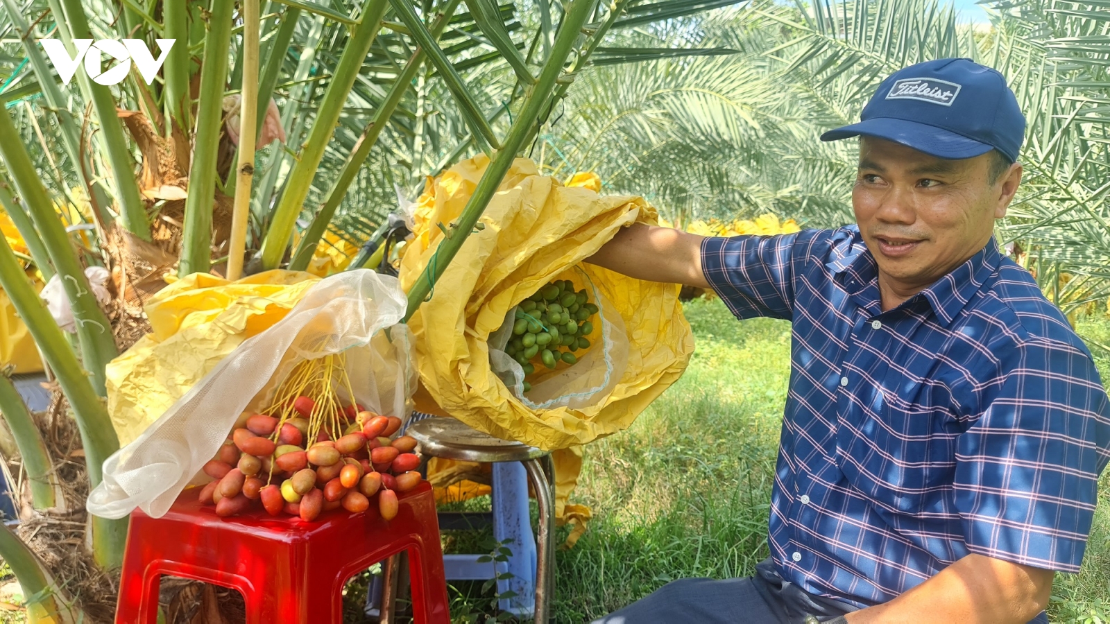 Cây ăn quả nhập ngoại tạo "làn gió mới" cho miền núi Khánh Hòa