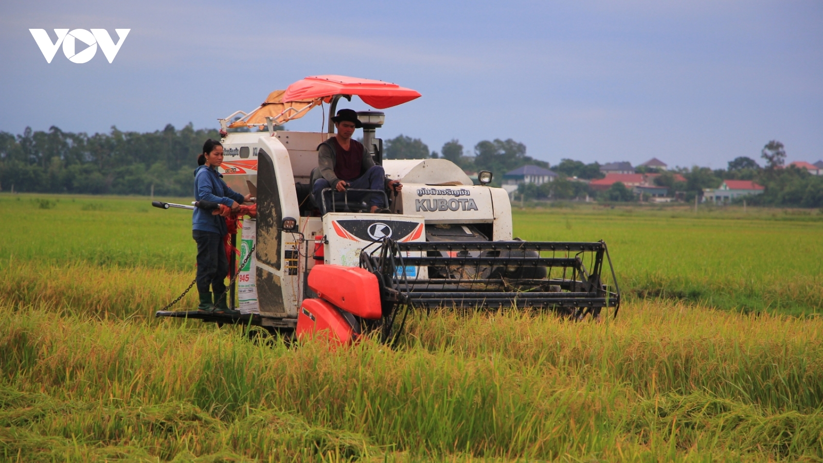 Nông dân Quảng Trị hối hả thu hoạch lúa chạy đua với bão số 5