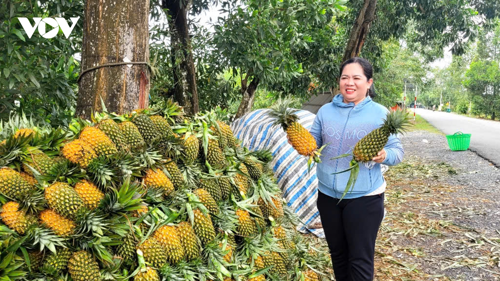 Trồng khóm thương phẩm, nhiều nông dân Đồng Tháp trở thành "tỷ phú đất phèn"