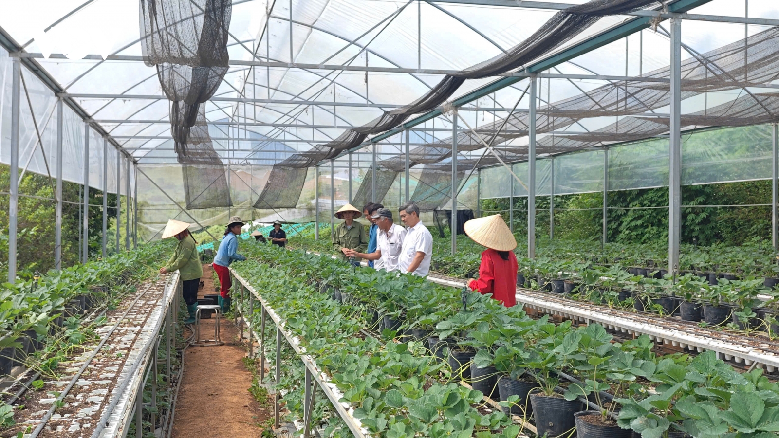 Nông dân Sơn La rộn ràng vào vụ sản xuất dâu tây