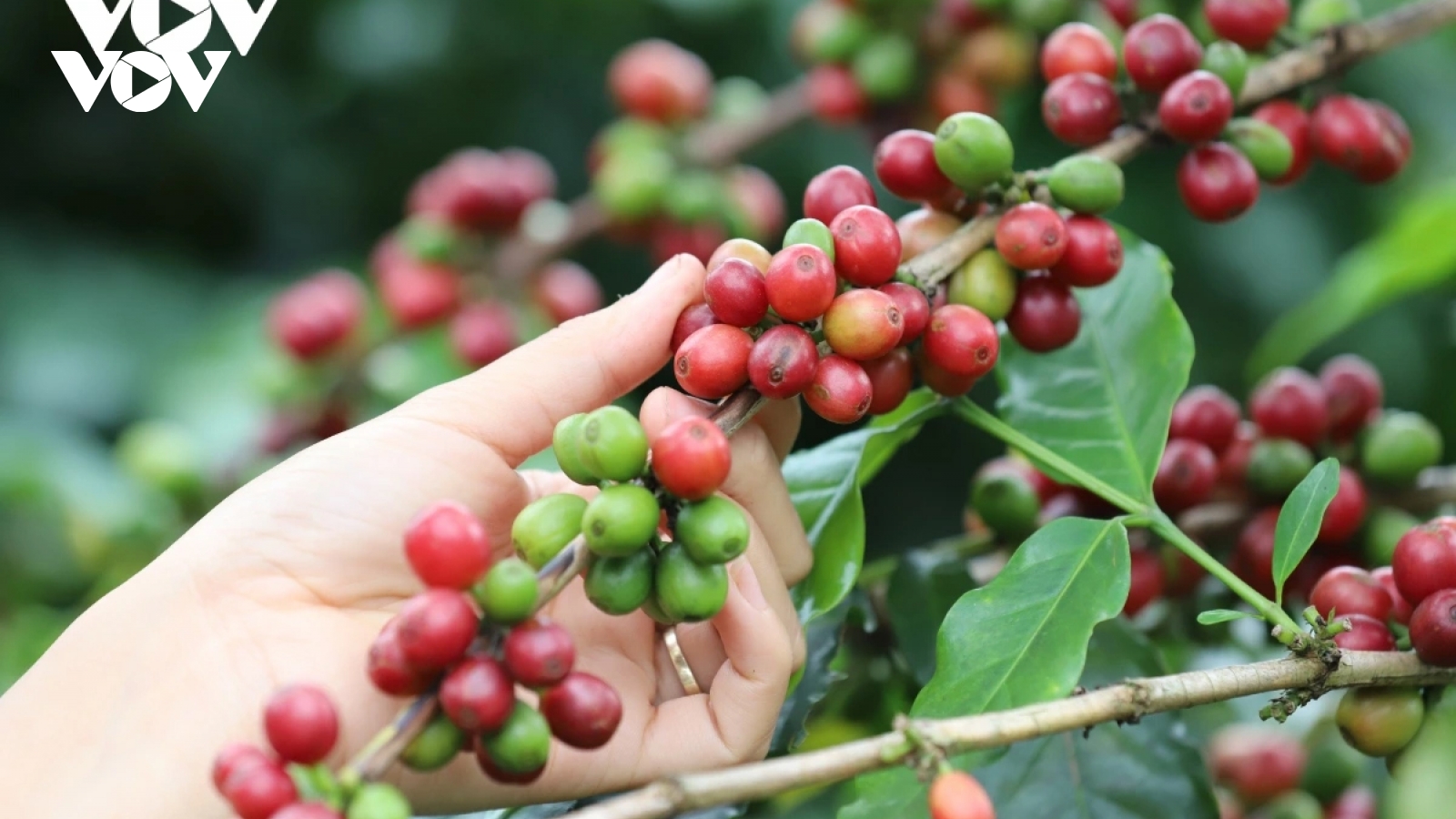 Giá cà phê hôm nay 14/9: Giá cà phê trong nước đạt mức 120.300 đồng/kg