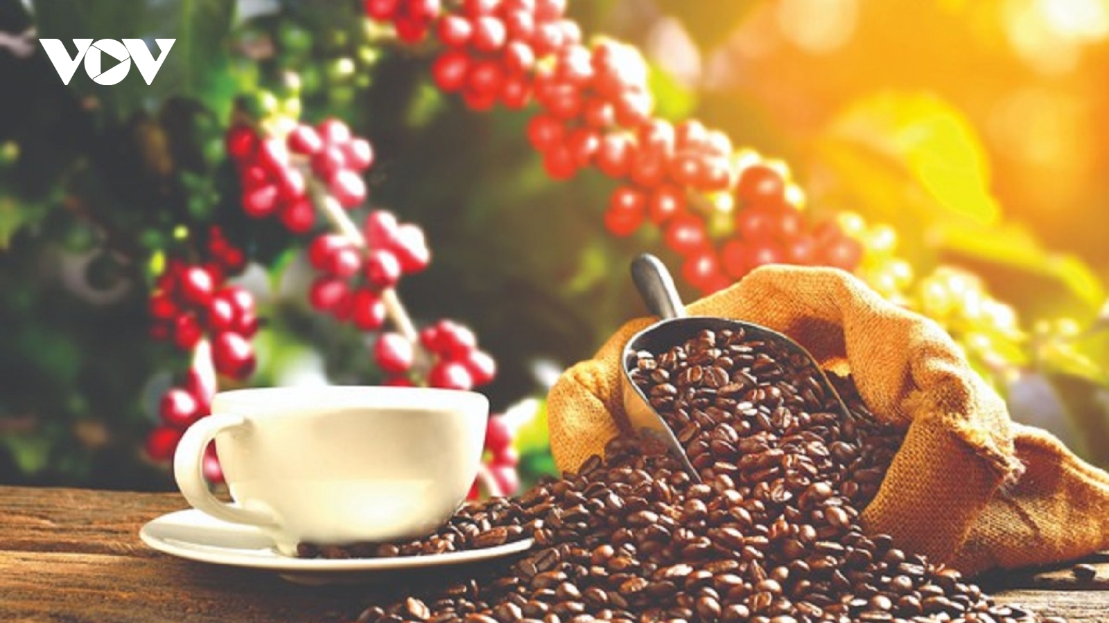 Giá cà phê hôm nay 2/9: Giá cà phê trong nước thu mua ở mức 122.700 đồng/kg
