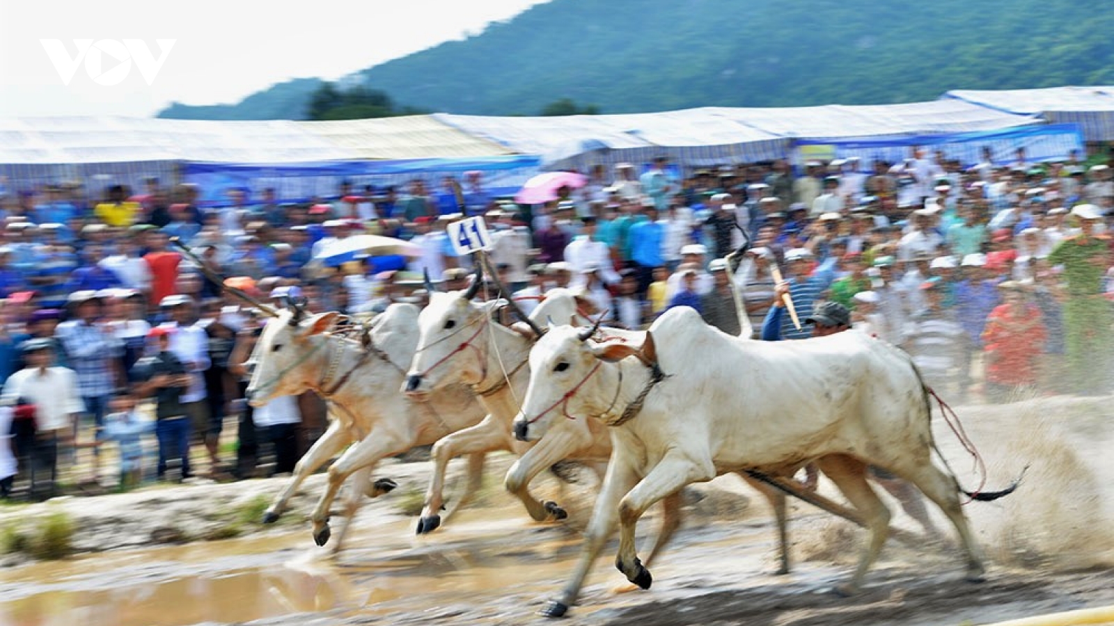 Hội đua bò Bảy Núi sẽ diễn ra vào ngày 20/9