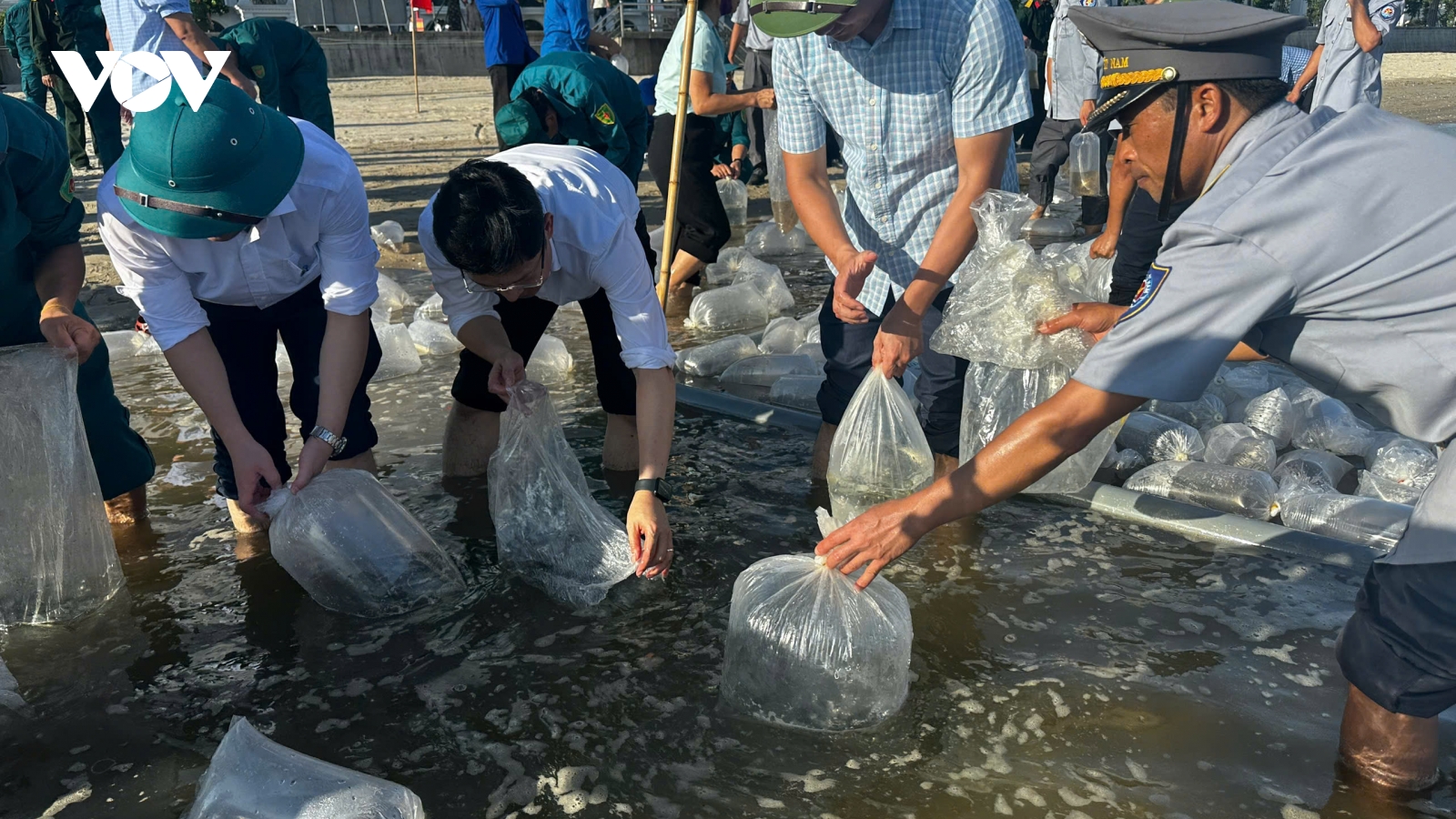 Quảng Ninh thả hơn 1 triệu con giống tái tạo nguồn lợi thủy sản