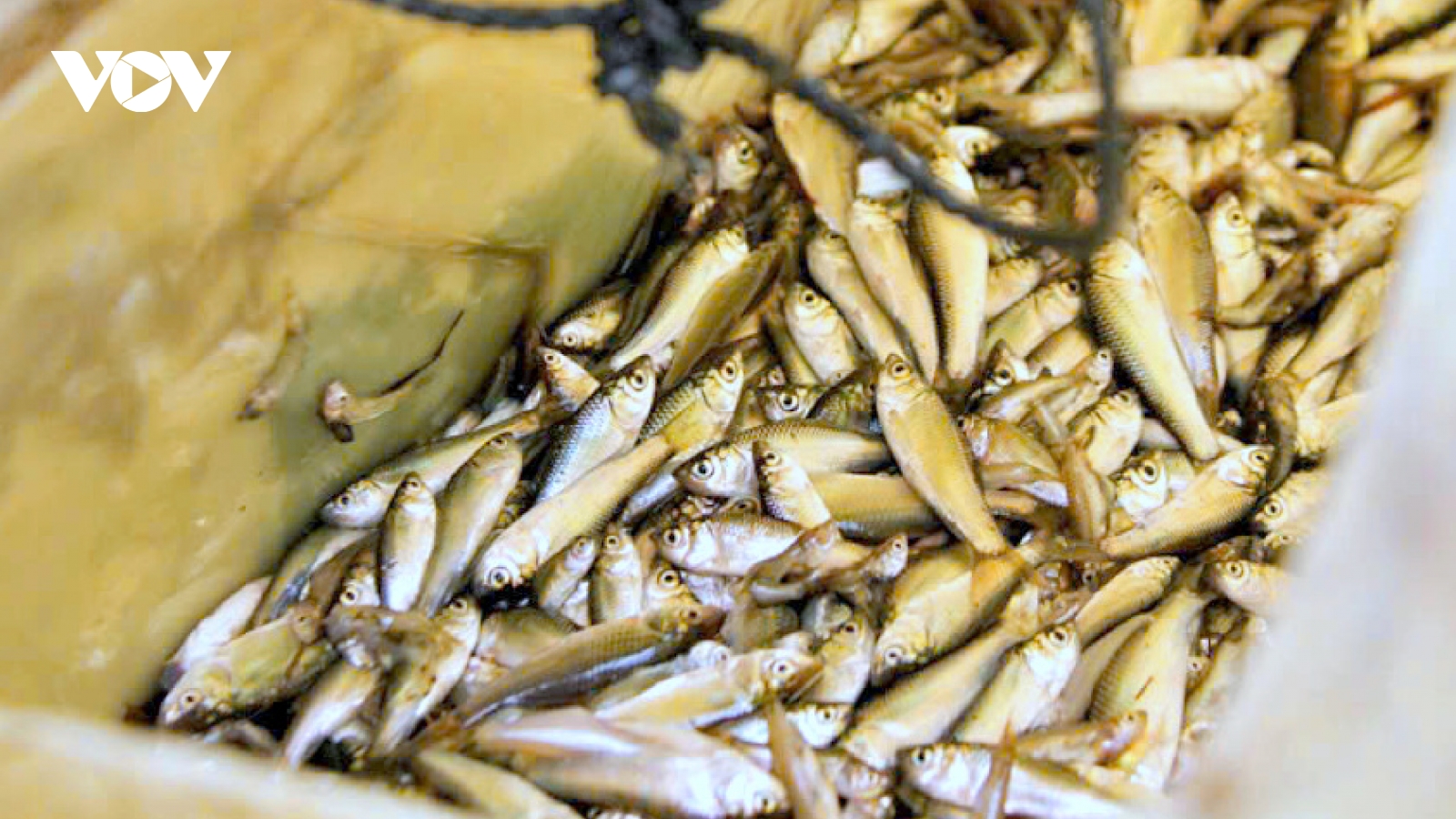 Mưu sinh mùa nước nổi vùng đầu nguồn sông Cửu Long