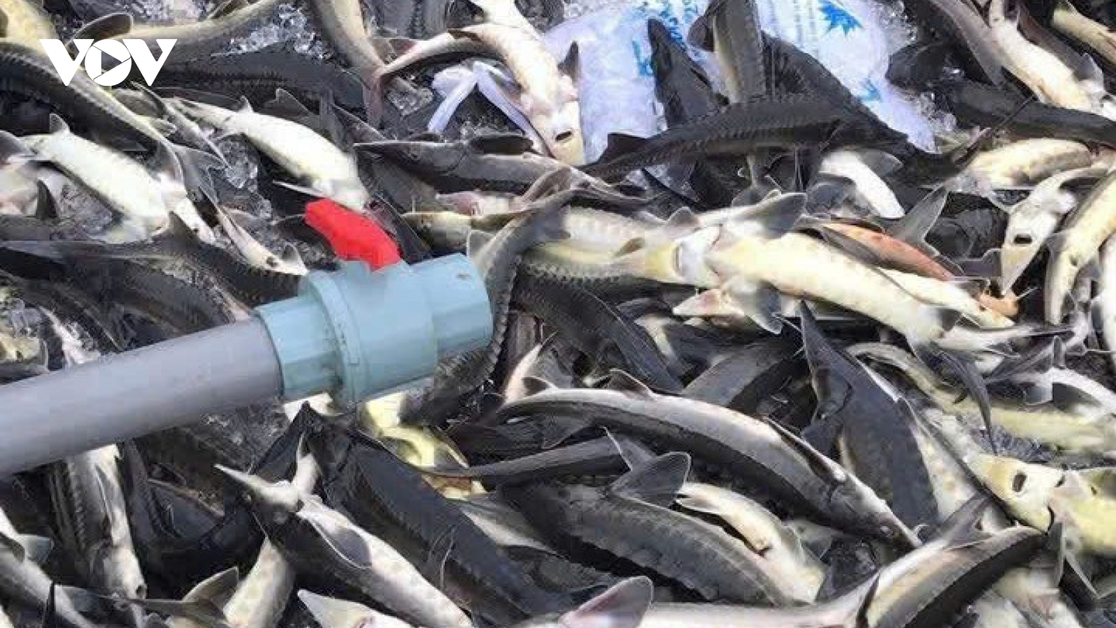 Lũ ống làm chết hơn 45 tấn cá tầm ở xã Măng Đen, tỉnh Quảng Ngãi