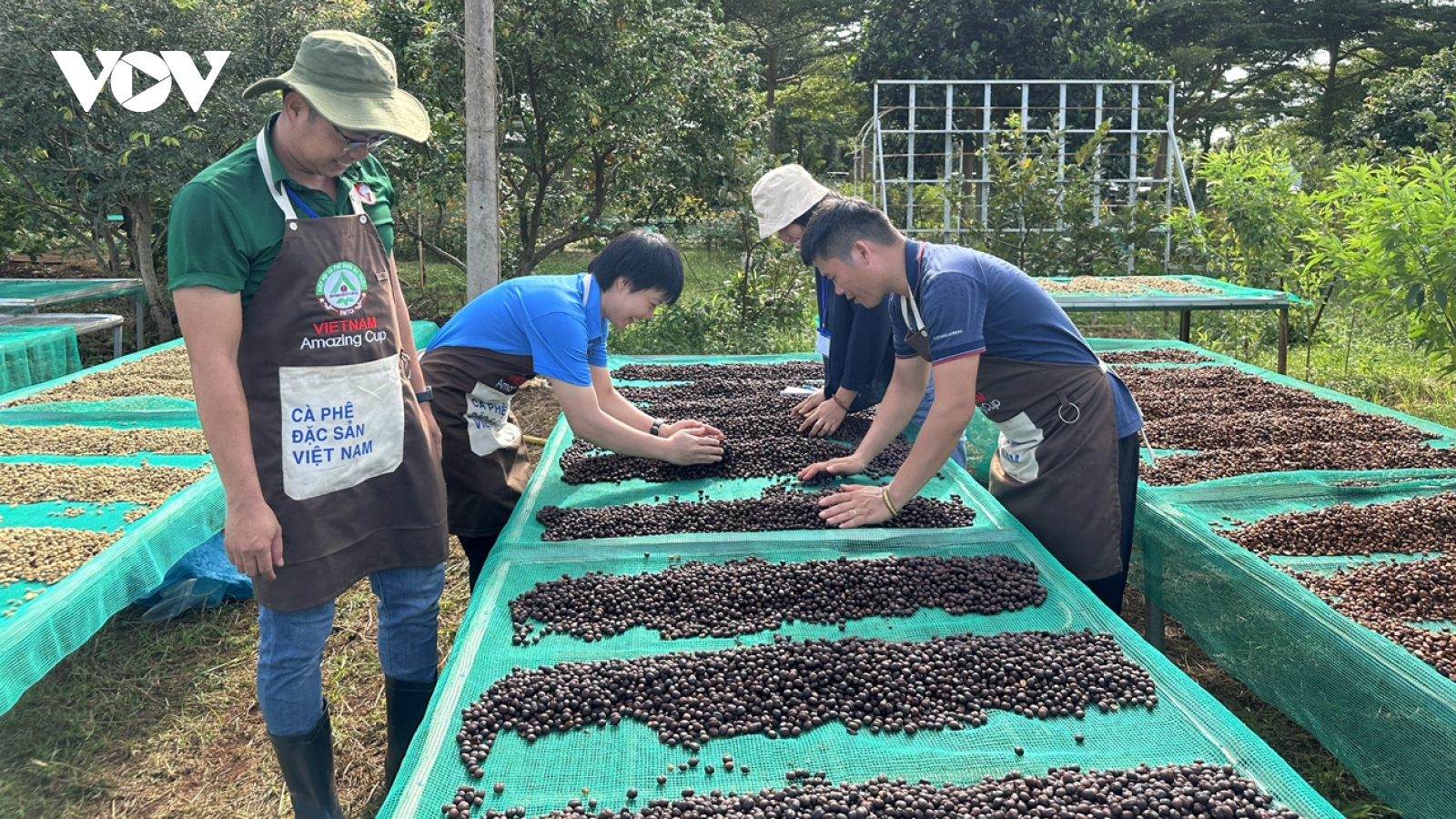 Giá cà phê hôm nay 17/10: Cà phê trong nước trung bình ở mức 114.400 đồng/kg
