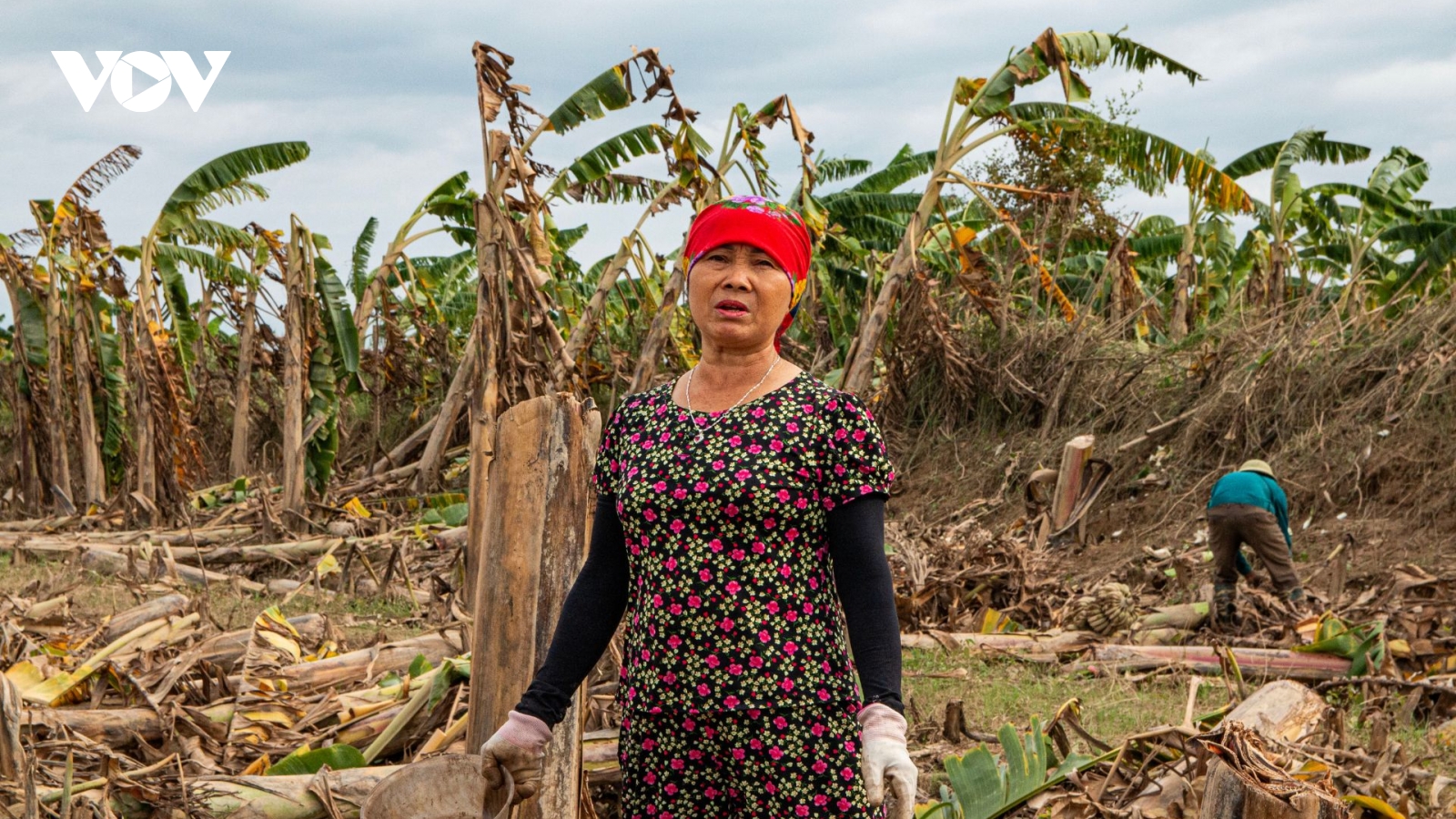 Xót xa hàng trăm hecta chuối “hái ra tiền” giờ chỉ để nuôi lợn sau bão số 11