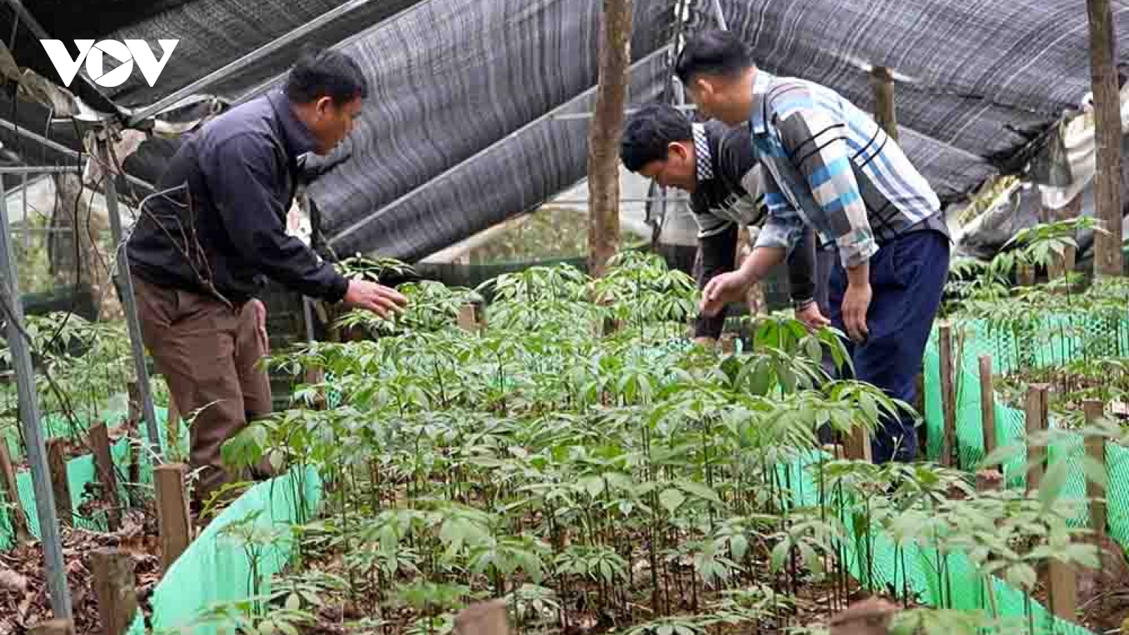 Người dân Khun Há (Lai Châu) vươn lên từ cây dược liệu dưới tán rừng