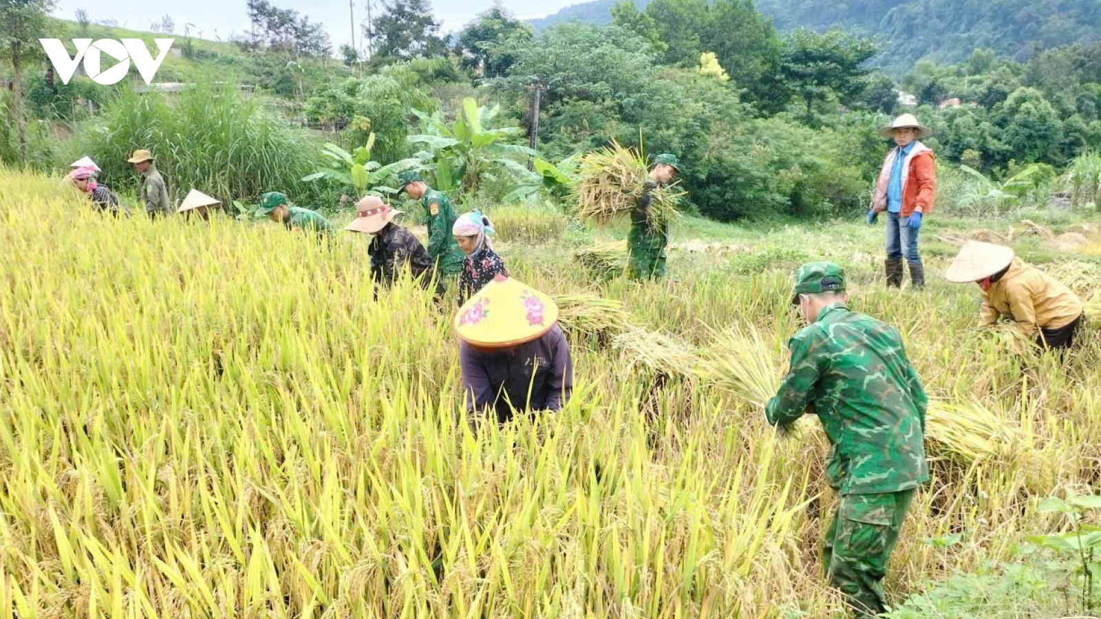 Mùa vàng ấm tình quân dân vùng biên giới Sơn La
