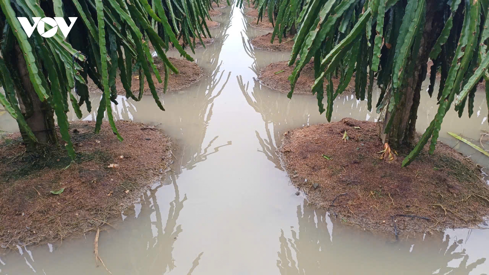 Đồng Tháp thiệt hại gần 22 tỷ đồng do lũ và triều cường