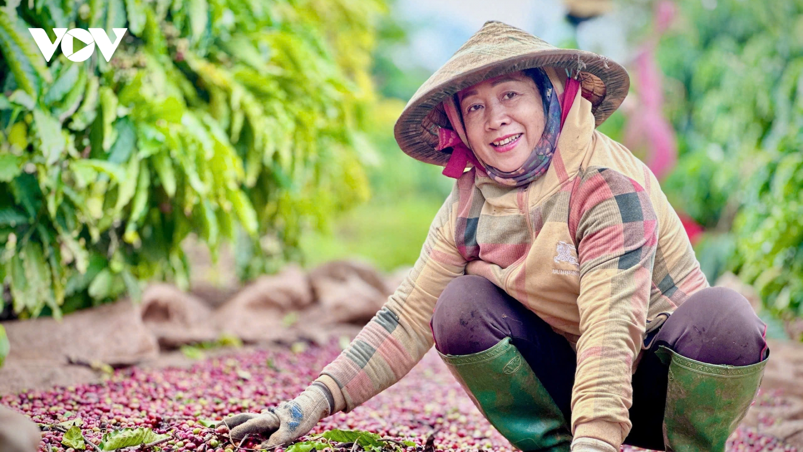 Hương cà phê – Dấu tay phụ nữ nông gia