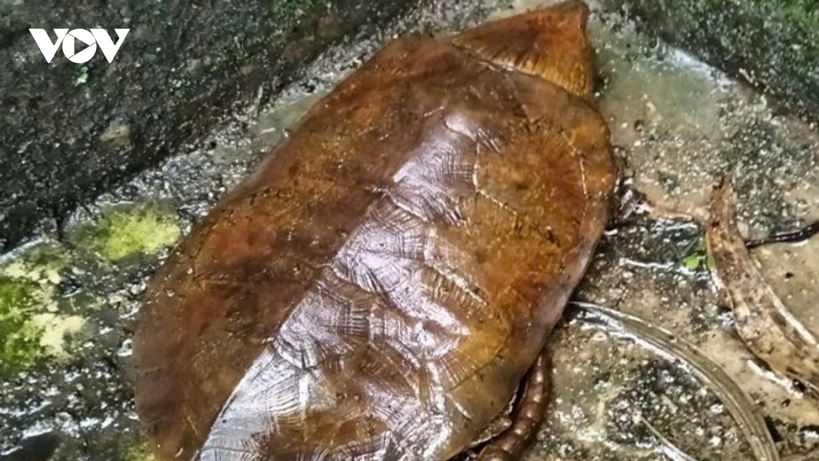 Quảng Ngãi thả cá thể rùa đầu to quý hiếm về rừng phòng hộ