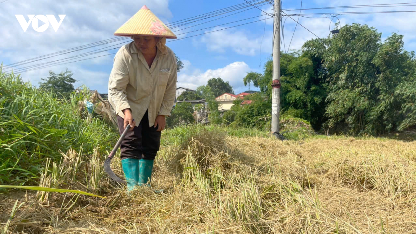 Thái Nguyên tập trung khôi phục sản xuất nông nghiệp sau mưa lũ