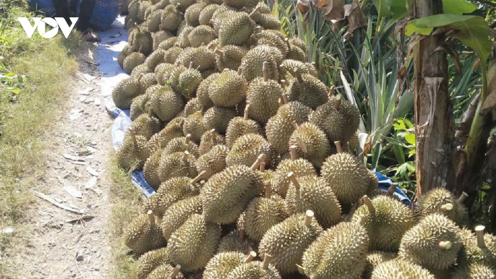 Vụ gần 2.000 container sầu riêng ùn ứ: Chính phủ yêu cầu xử lý dứt điểm trước 7/11