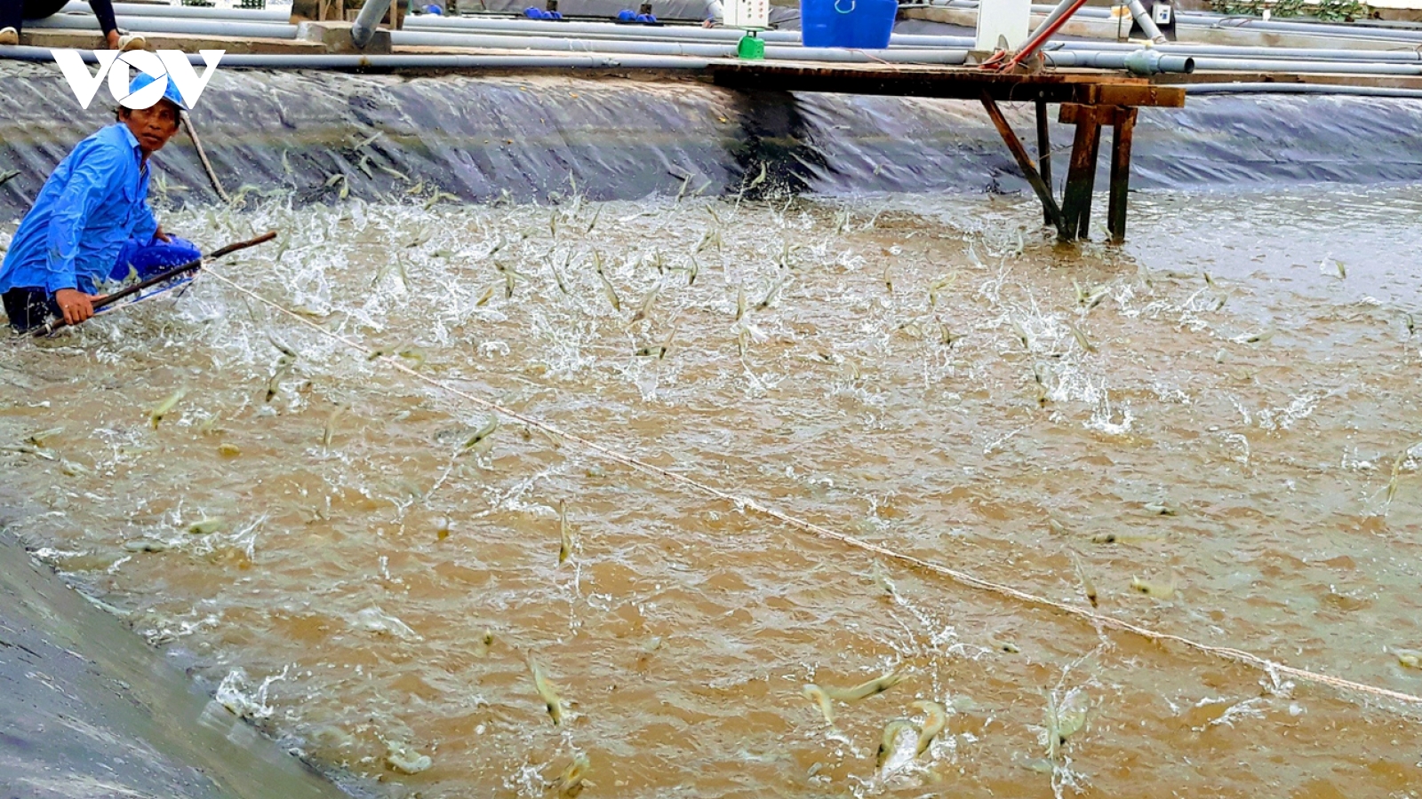 Giá thu mua tôm nguyên liệu tại Cà Mau duy trì ổn định ở mức cao